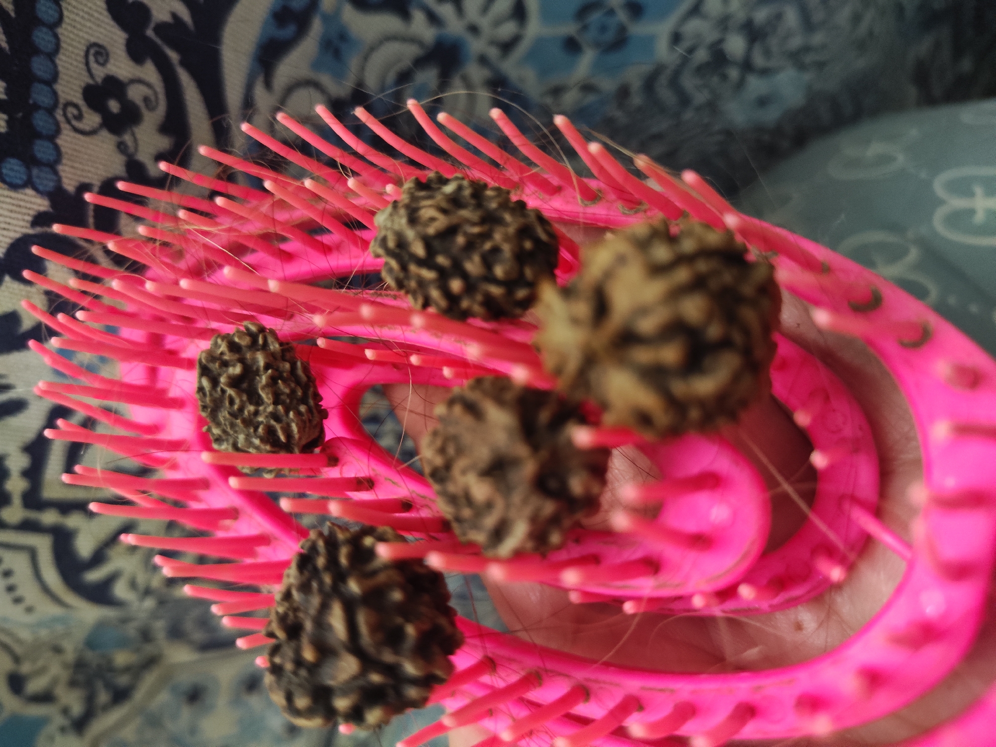 The image shows a pink plastic hairbrush with five round, brown, rough-textured objects resting among the bristles. The background includes a patterned fabric in shades of blue and white, as well as a glimpse of a hand holding the brush. There's no clear information linking this image to Pushkin, Russia, or any identifiable people or actions occurring.