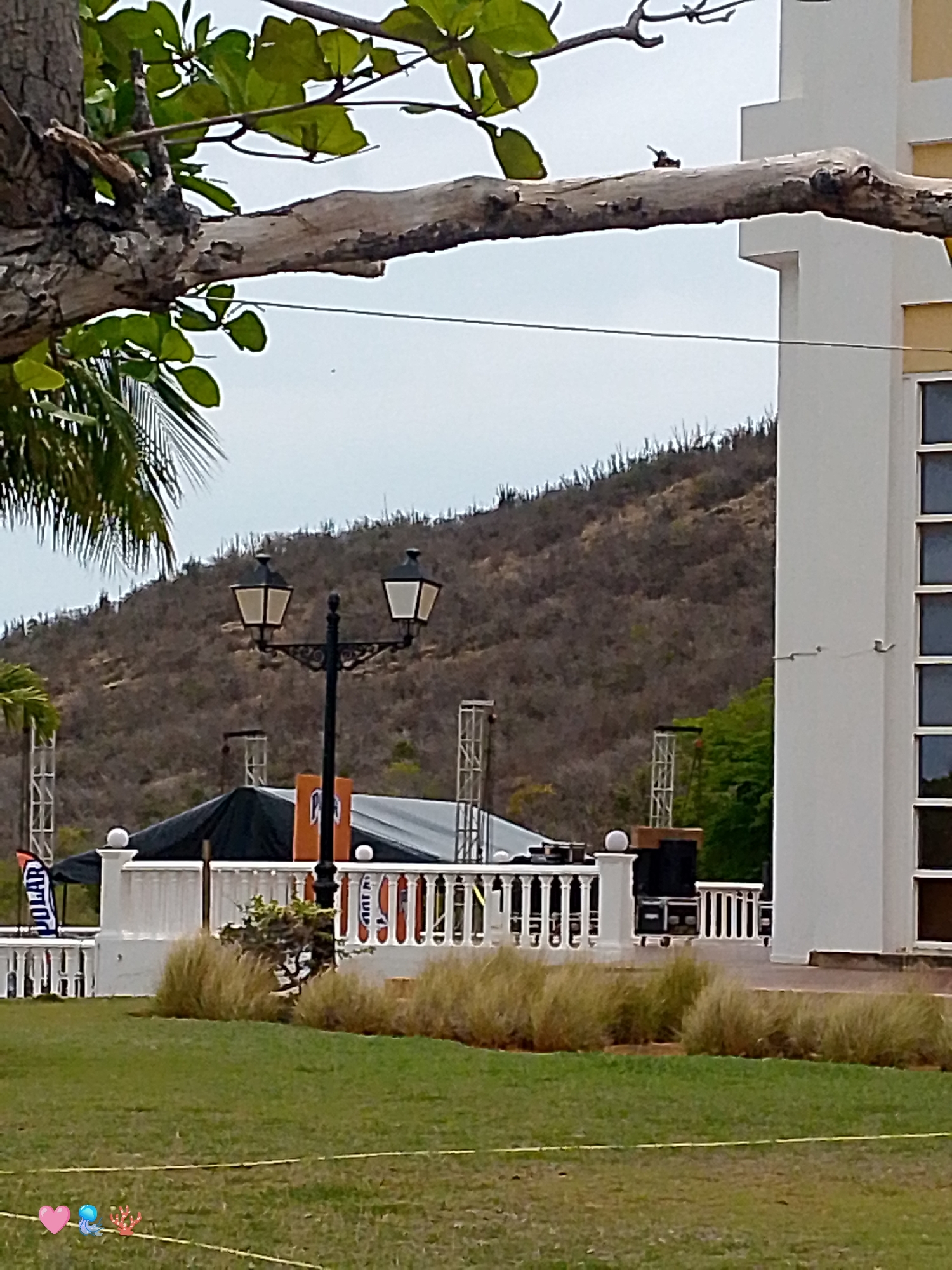 This image depicts an outdoor event preparation scene in Pedro González, Venezuela, under an overcast sky. A large, gnarled tree branch with green leaves extends from the upper left, curving horizontally across the top, where a small dark bird is perched. A thin wire is visible below the branch. In the midground, a white balustrade separates a green grass lawn in the foreground from a paved area. On the lawn, two yellow lines intersect. Behind the balustrade, a black ornate lamppost with two white lanterns stands in front of a small green bush. A large, dark-colored tent or stage canopy, supported by metal trussing, occupies the mid-left, flanked by promotional banners, one clearly displaying "POLAR." Several black stage equipment units on wheels are visible on the paved surface near a section of dry, tall, light-brown ornamental grass. To the right, a modern, multi-story white building with vertical rows of dark, rectangular windows is partially visible. The background features a large hill covered in sparse, dry, brownish vegetation, including numerous stick-like plants resembling cacti. Three emojis (pink heart, blue jellyfish, red coral hand) are present in the bottom-left corner.