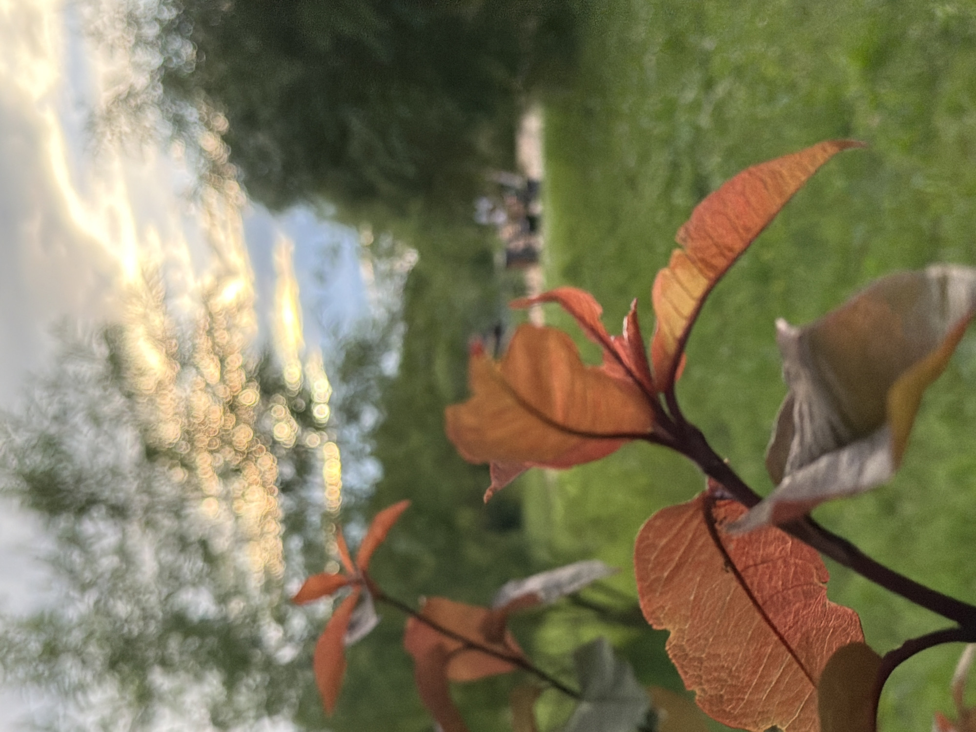 The image depicts a close-up view of young plants with reddish-brown leaves in the foreground, likely in a park or garden setting. The background is softly blurred, revealing hints of trees, a grassy area, and a cloudy sky illuminated by the setting sun. In the far distance, a few indistinct figures and structures are visible, suggesting a picnic or gathering area. The overall impression is one of natural beauty with a tranquil atmosphere. The specific location in Kazan, Russia, is not identifiable from the visual information alone.