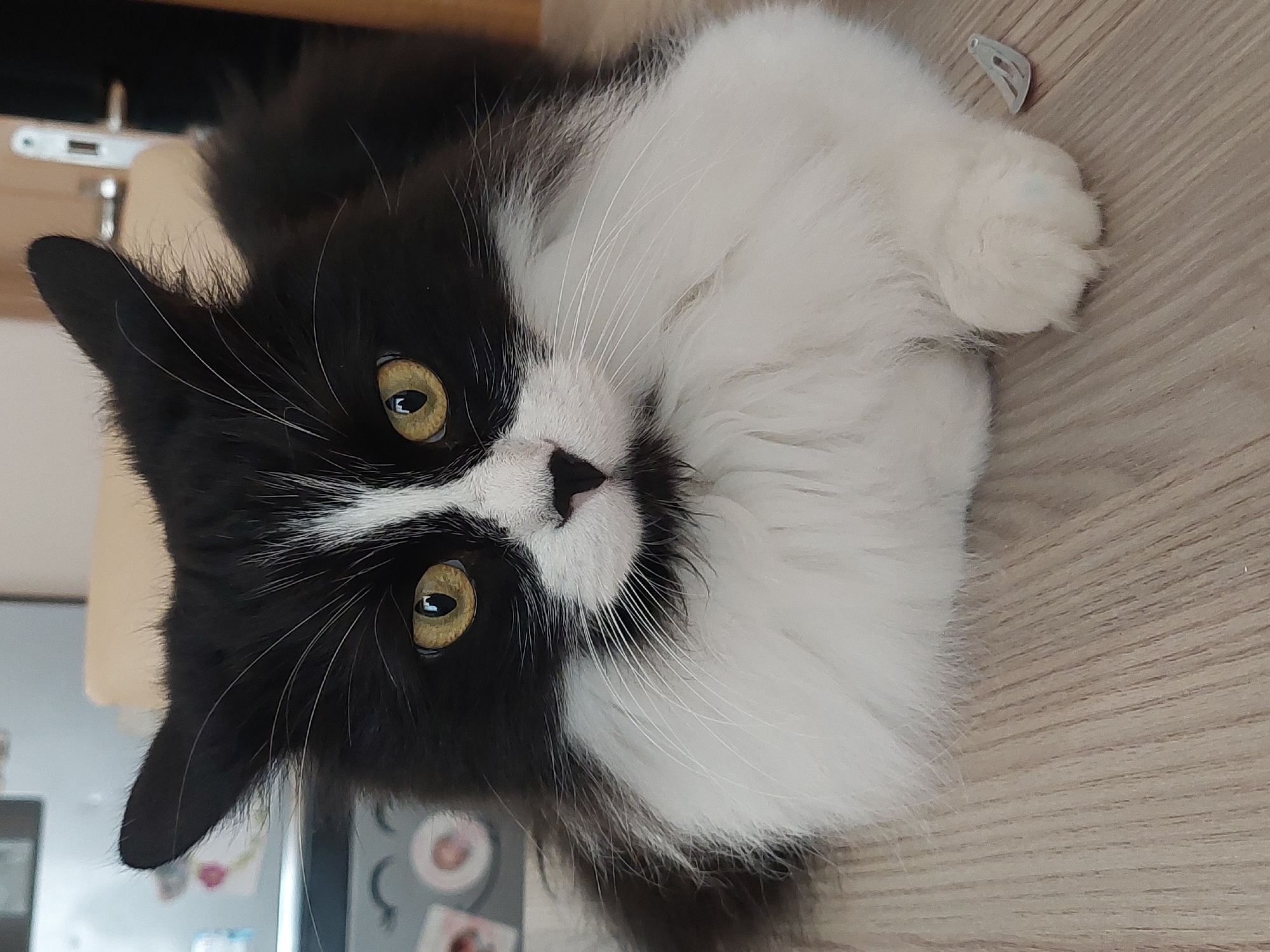 A fluffy, black and white tuxedo cat with striking yellow-green eyes is the central subject of the image, looking directly at the viewer. The cat is lying down, positioned vertically in the frame, on a light-colored wooden surface, possibly a floor or large table. Its fur is predominantly black on its head, ears, and back, with a distinctive white blaze running between its eyes and covering its muzzle, chin, chest, and front paws. Its nose is pink with a small black patch at the top. Long, prominent white whiskers extend from its muzzle.
The cat appears calm and observant, with a curious expression. One white front paw is visible, tucked close to its body. In the background, behind the cat's head, there are blurry elements suggesting indoor furniture, possibly a chair leg or part of a table. Near the cat's white paw, a small, transparent plastic or metal clip is visible on the wooden surface. The lighting suggests an indoor setting during the daytime, though no specific time of day can be determined. There is no visible text in the image.
