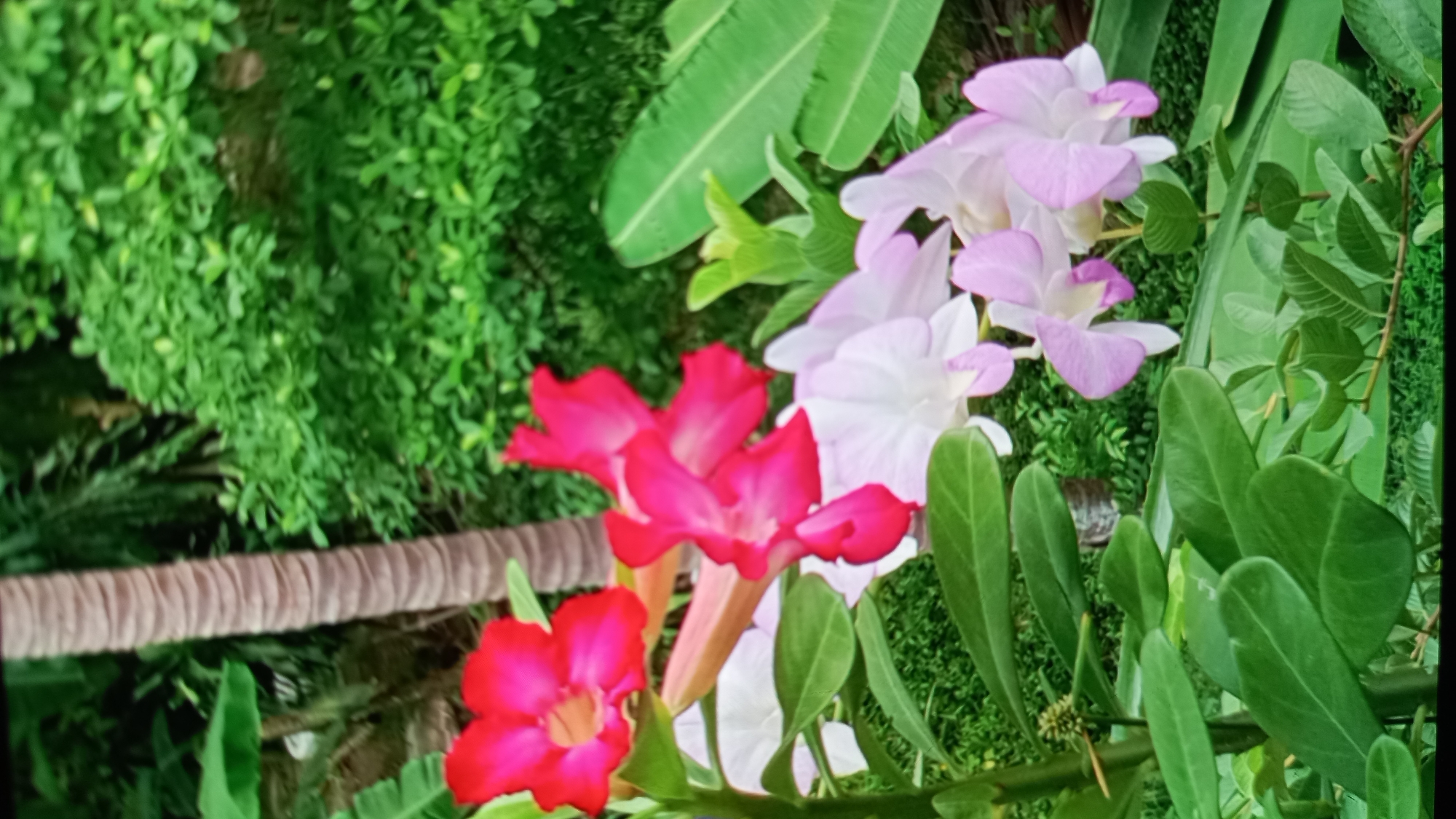 The image shows a close-up of vibrant flowers and lush greenery in what appears to be a garden setting. In the foreground, several pink and white orchids are in bloom, with delicate petals and soft colors. To the left, two bright red desert rose flowers add a striking contrast. The background is filled with dense foliage, including large green leaves, and a textured brown tree trunk, possibly a palm tree. The scene is bathed in natural light, suggesting an outdoor environment. The overall impression is one of natural beauty and tropical flora, consistent with the climate and vegetation found in Koh Phangan, Thailand.