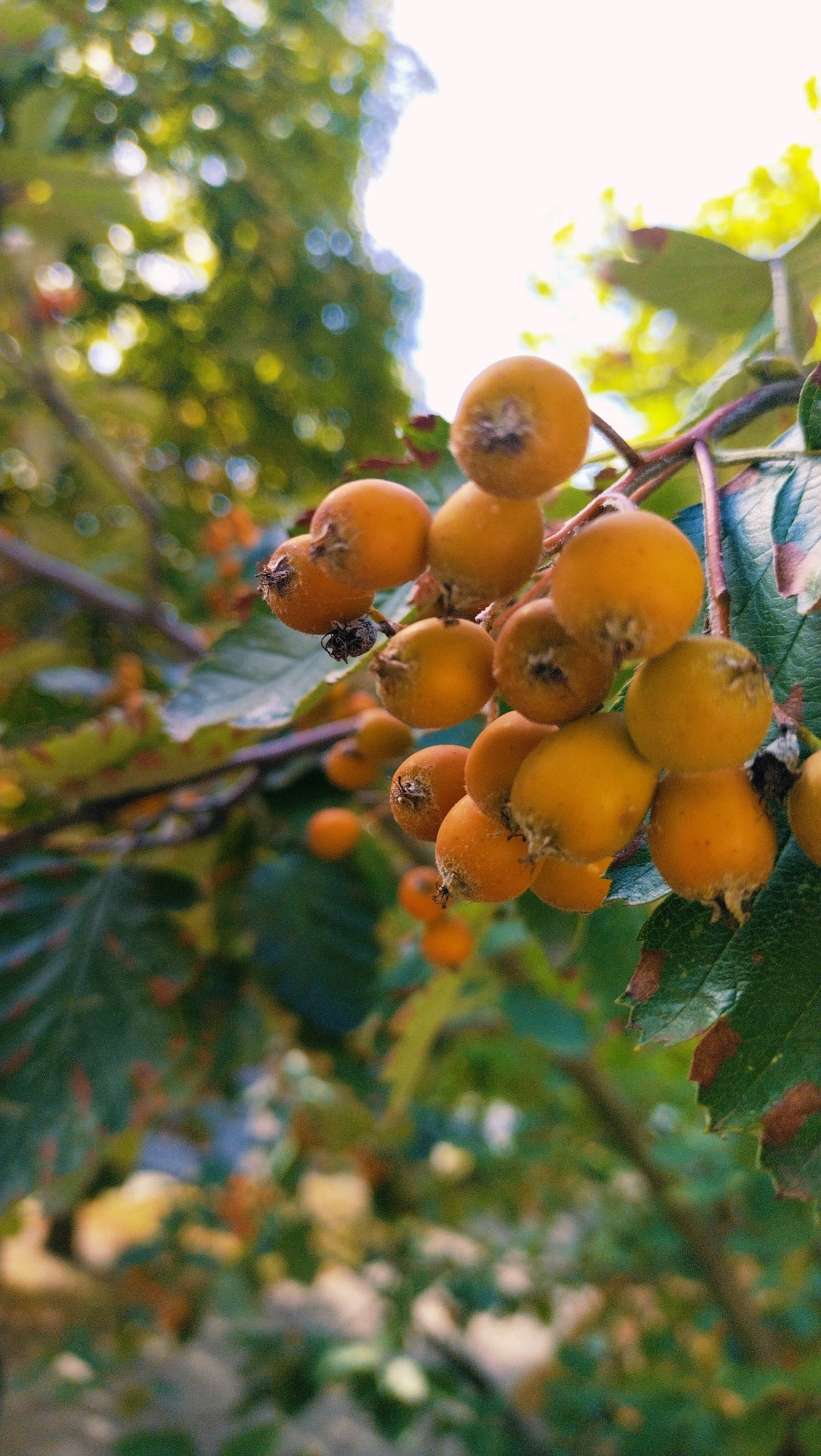 A close-up, shallow depth-of-field photograph captures a cluster of small, round, yellow-orange berries hanging from a branch. The berries have a slightly fuzzy texture and dark calyx remnants at their tips. Dark green leaves with some brown spotting are visible on the branch and in the background. The background is heavily blurred, showing dappled sunlight filtering through trees, creating bokeh effects. The overall impression is of a natural, outdoor setting, likely a park or garden in Horishni Plavni, Ukraine, during autumn. There are no people or animals visible in the image.