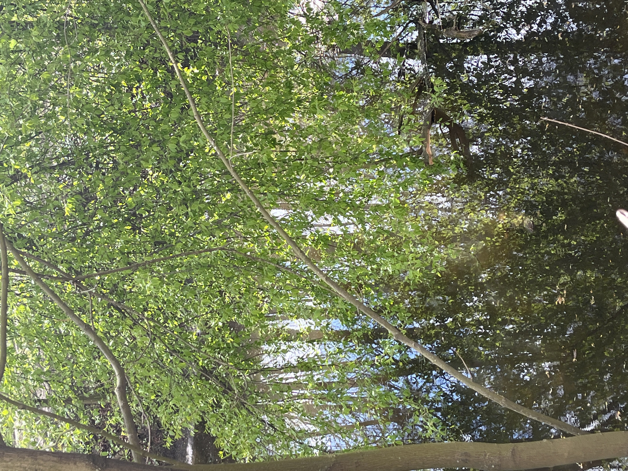 The image shows a view looking upwards through tree branches and leaves, with a dark reflection possibly in water on the right side. Some branches are visible at the bottom of the frame. The green leaves suggest it is likely a summer scene. It is in Saint Petersburg, Russia, but there is no further information regarding the location.