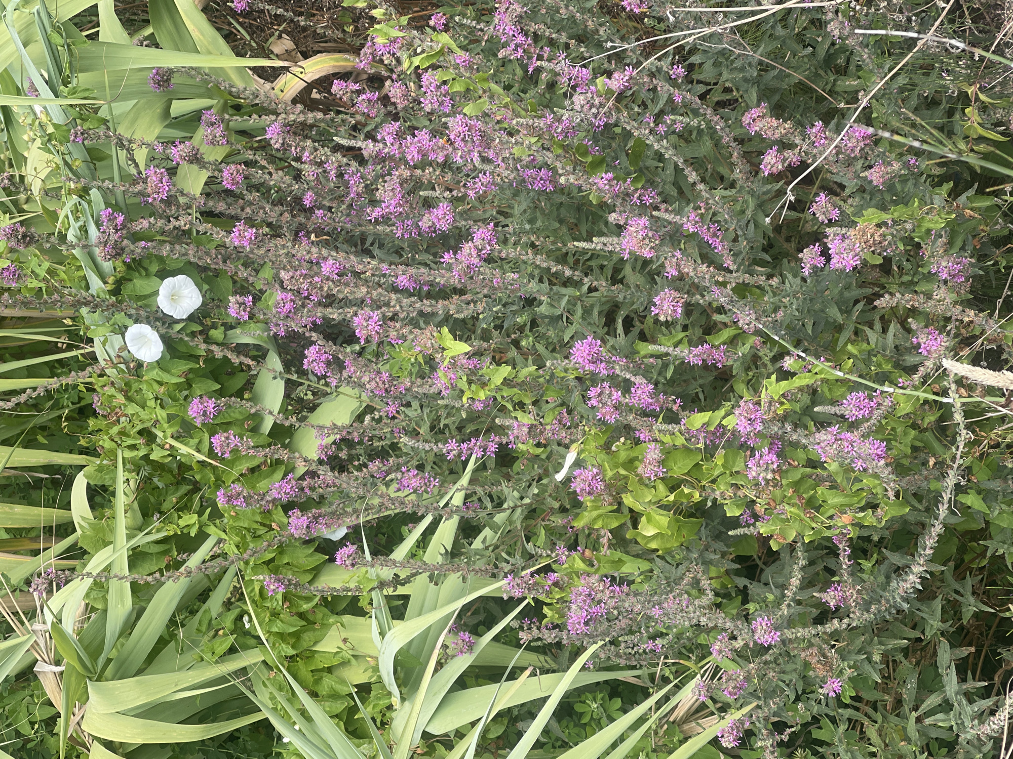 The image depicts a patch of dense vegetation with a focus on flowering plants. The foreground is dominated by tall, slender stalks of purple flowers, interspersed with green leaves. Two white, trumpet-shaped flowers are also visible among the purple blooms. Behind the flowering plants, large, sword-shaped green leaves are prominent. The overall environment appears to be outdoors, with natural light illuminating the scene. The image does not contain any people, specific objects, or discernible actions. It is a still shot of a natural setting in Colares, Portugal.