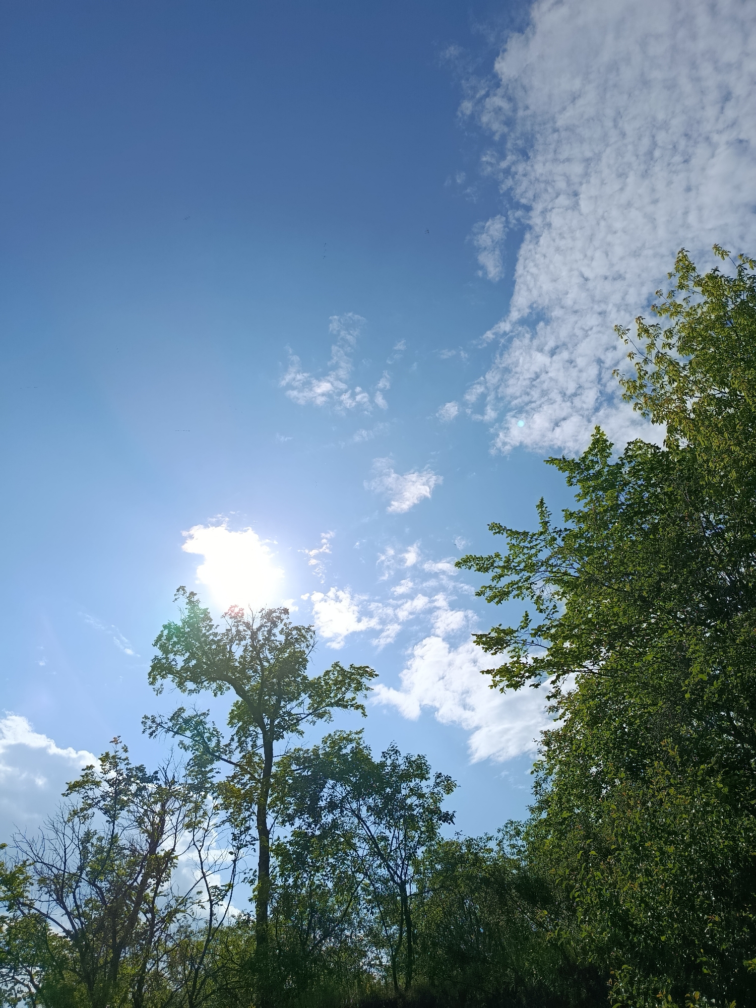 A sunny day in Voskresensky District, Russia, is depicted with a clear blue sky dotted with fluffy white clouds. The sun is bright, casting a lens flare and partially obscured by the canopy of lush green trees. The trees, with their dense foliage, frame the bottom and right side of the image, creating a natural border against the expansive sky. Some bare branches are visible among the foliage, suggesting a mix of tree types or seasonal changes. There are no people or animals visible in the scene. The overall impression is one of a peaceful, natural setting on a bright summer day.