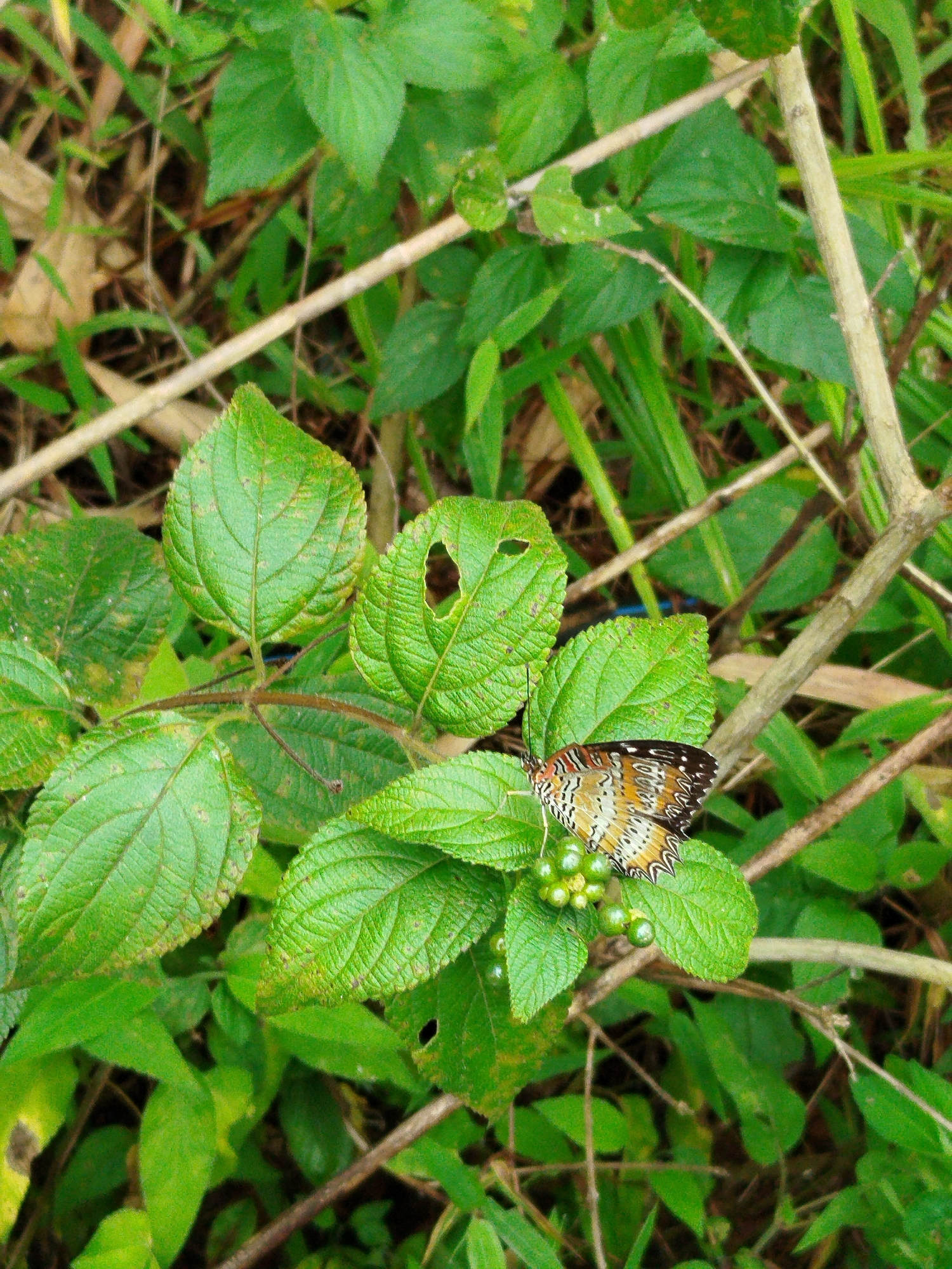 A butterfly with orange, white, and black patterned wings rests on a cluster of small, round, green berries, which are attached to a green leafy stem. The butterfly is positioned on the right side of the image, facing left. The background consists of blurred green foliage, branches, and some dried leaves. The scene appears to be in an outdoor, natural environment, likely a garden or a wooded area. The location of Cam Ly - Da Lat, Vietnam is inferred context.