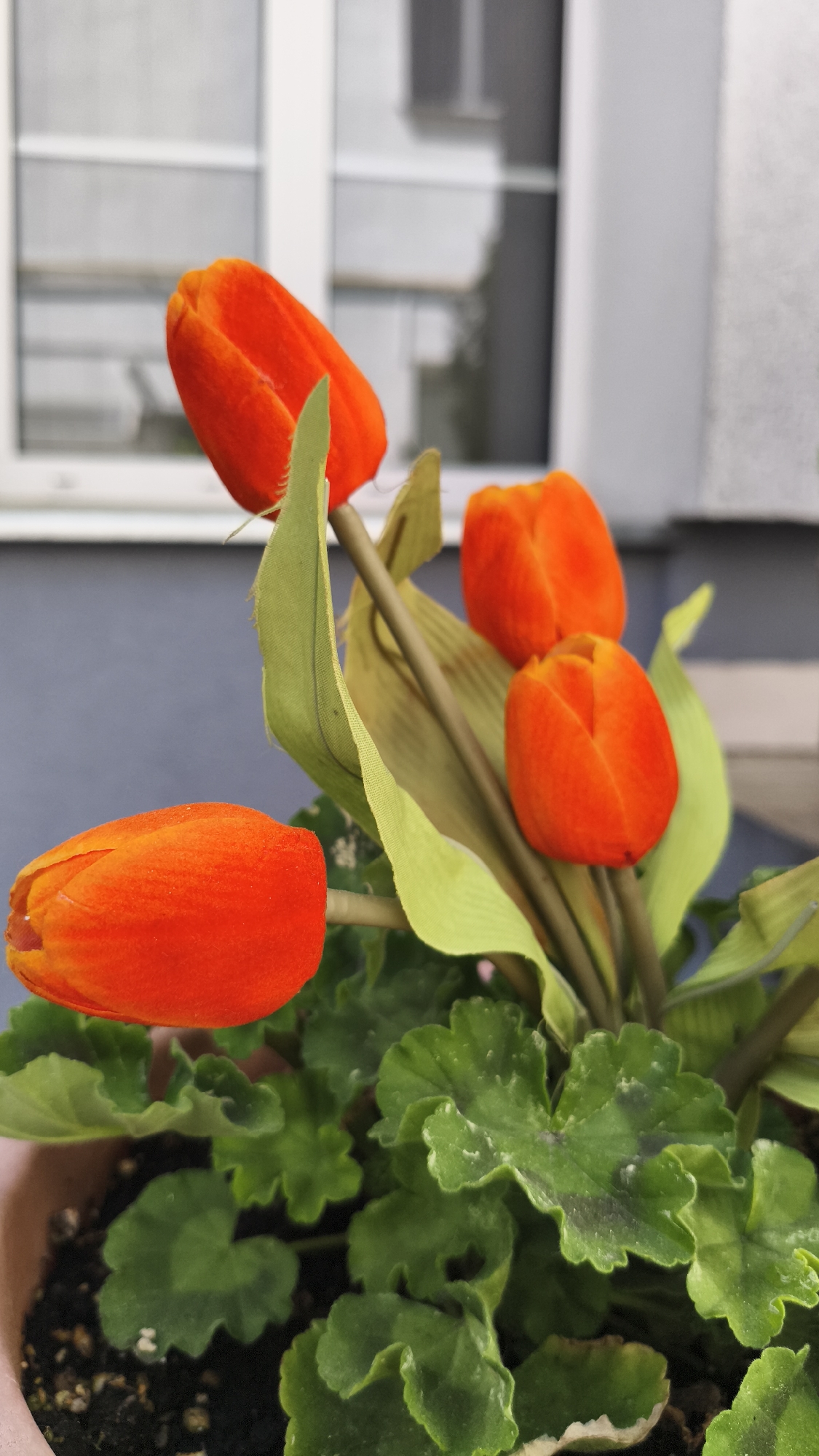 The image shows a close-up of a potted plant with vibrant orange tulip-like flowers and green geranium-like foliage. The plant is indoors, positioned against a backdrop of a window and a section of a building exterior. The window has a white frame and is divided into multiple panes. The exterior wall is a muted gray-blue. The soil in the pot is dark.
While Nowy Tomyśl, Poland is mentioned, there is no identifying information in the photo to confirm this location.