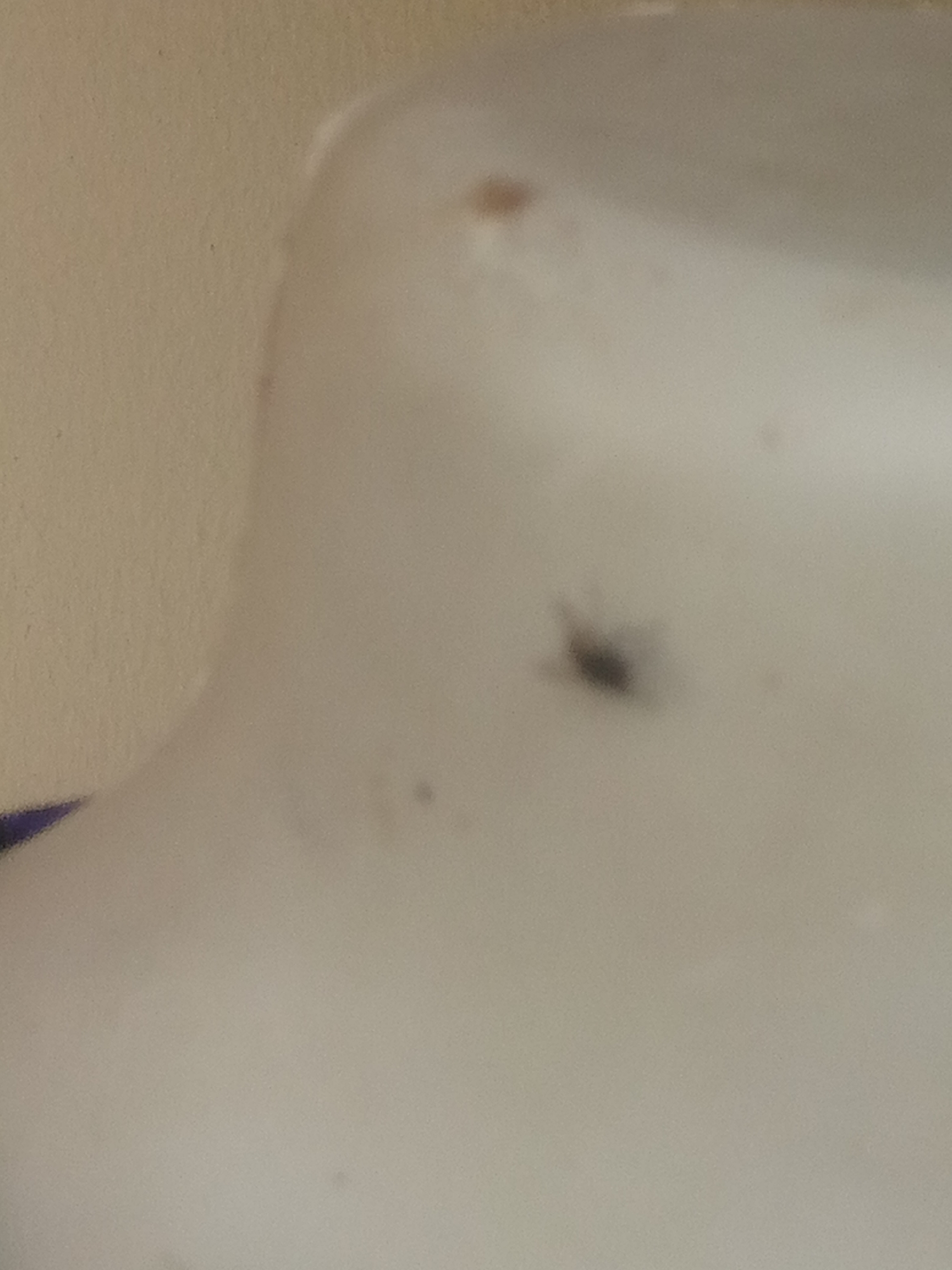 A close-up, high-angle shot captures a small, dark, blurry insect, possibly a fly, resting on a smooth, white, curved surface. The surface appears to be made of plastic or a similar material, possibly part of a household appliance or furniture. The background is a plain, beige wall, showing a subtle texture. A dark blue object is partially visible in the lower left corner, its nature unclear due to the shallow depth of field. The lighting is soft, creating diffused shadows. The overall impression is one of an indoor domestic scene.