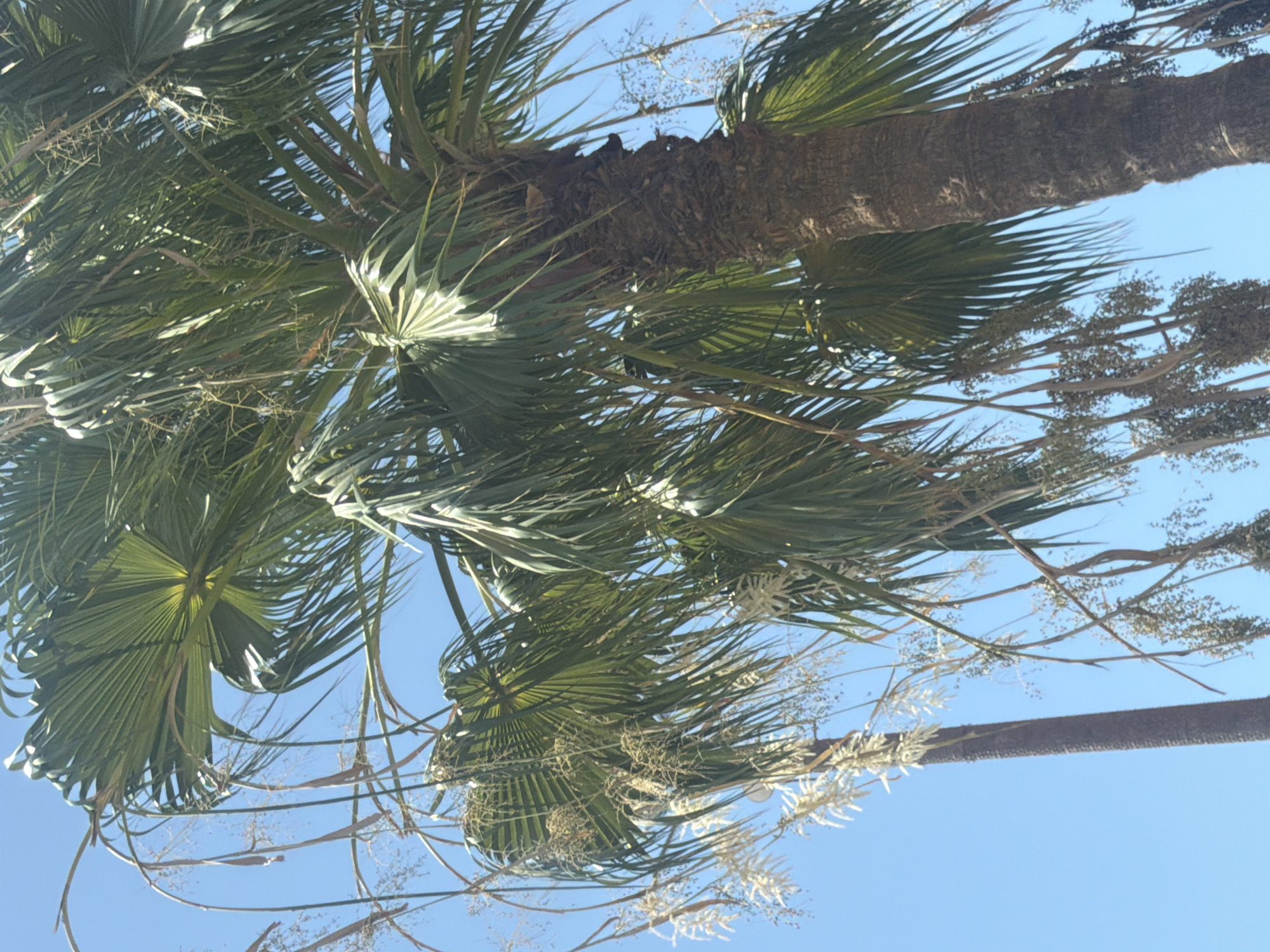 This image captures a close-up view of a palm tree against a clear blue sky. The focus is on the textured bark of the tree trunk and the fronds of its leaves, which are a vibrant green and fan out widely. Hanging down from the fronds are clusters of small, light-colored flowers or seed pods, adding a delicate contrast to the robust nature of the tree. In the background, a second, thinner palm trunk is visible, suggesting a cluster of palm trees. The lighting indicates it is daytime, likely with bright sunlight given the clear sky and the way light filters through the leaves. The scene is characteristic of the warm, sunny climate found in resort areas like Sharm El Sheikh, Egypt, where such palm trees are a common sight.