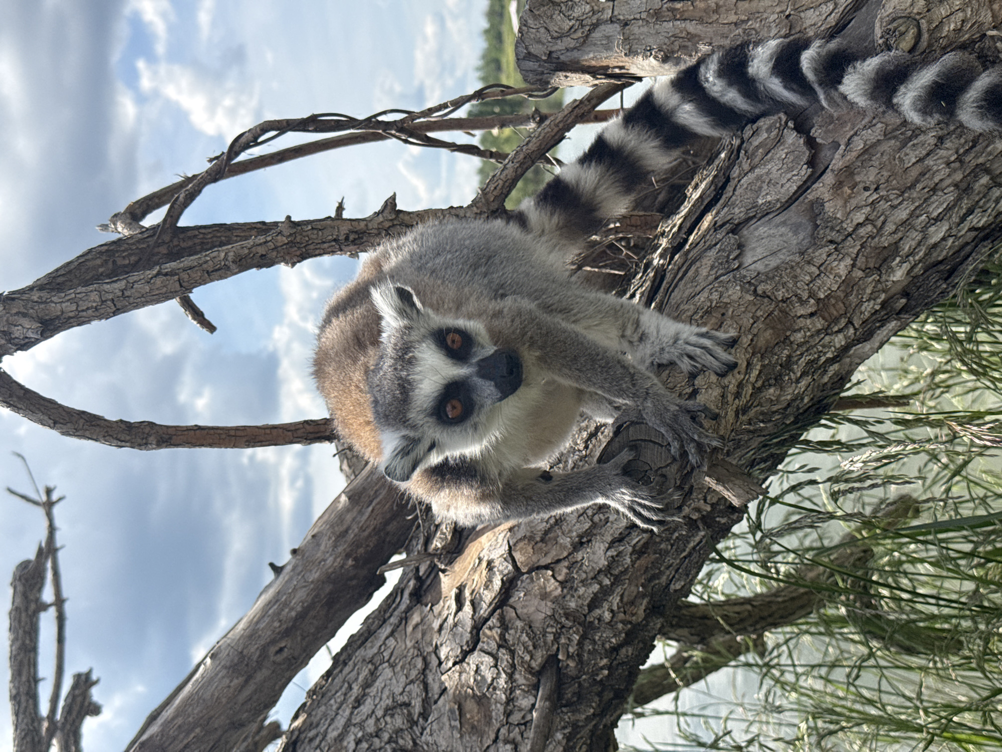 A ring-tailed lemur is depicted in a close-up shot, perched on a textured tree branch. The image is oriented vertically, showing the lemur looking directly at the camera with wide, striking orange eyes and an alert expression. Its distinctive black and white striped tail curves upwards behind its body, partially obscured by the branch.
The lemur's fur is primarily grey, with white on its belly and face, and black markings around its eyes and nose. Its front paws are visible, gripping the rugged bark of the tree. The background features a bright, cloudy sky with scattered white cumulus clouds, indicating daytime. Below the branches, hints of distant green foliage, possibly bushes or grass, and a body of water are visible, suggesting an outdoor, natural or zoo enclosure setting. The lighting is bright and natural, illuminating the lemur and the tree.
The scene captures the lemur in a moment of observation from its elevated position. Given the location context of Shakhty, Russia, the lemur is likely an inhabitant of a zoo or wildlife park in the area. There is no visible text in the image.