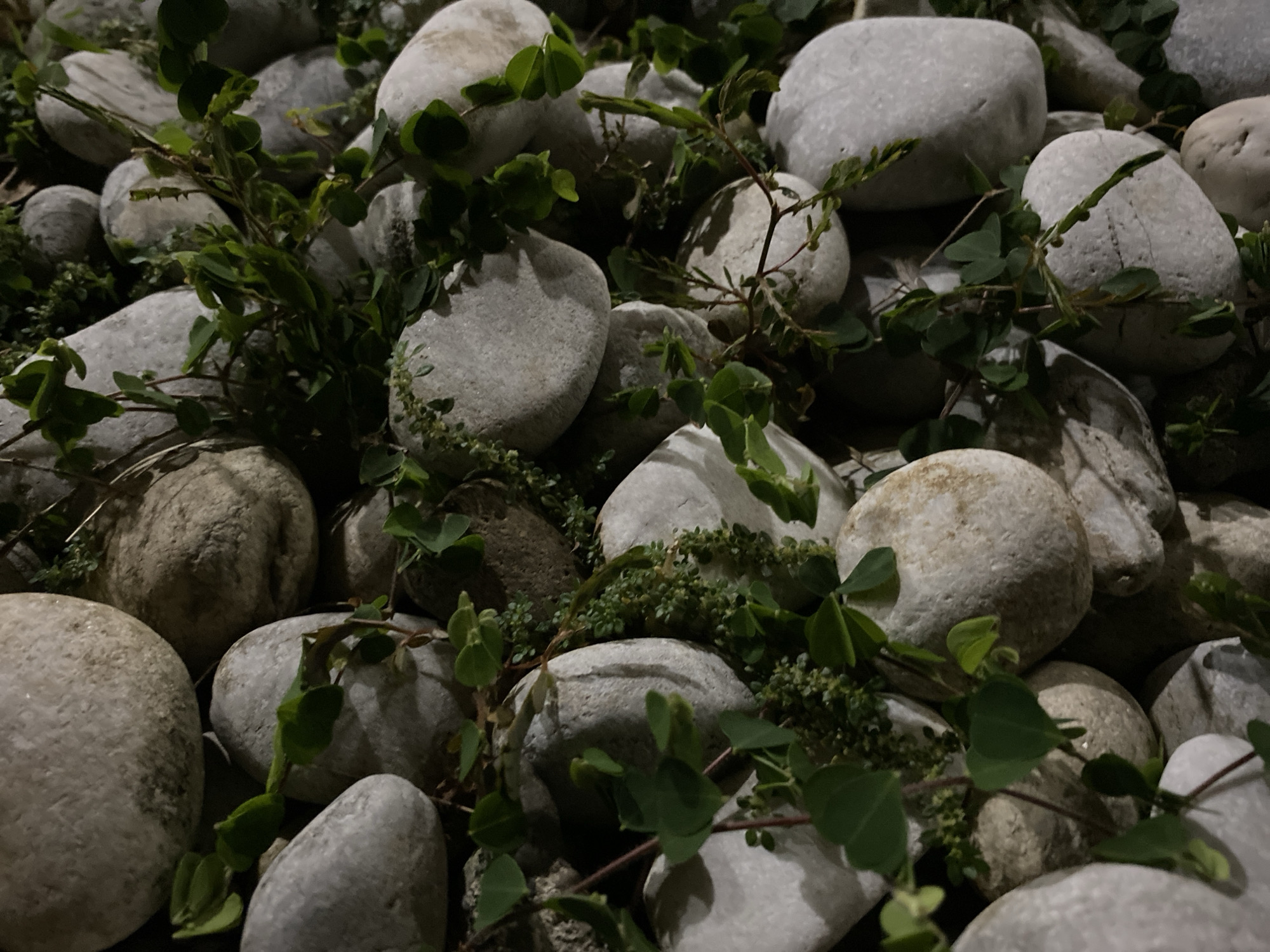 The image shows a close-up, overhead view of a collection of smooth, light-colored river rocks interspersed with green foliage. The rocks vary in size and shape, with some being quite large and rounded, while others are smaller and more irregular. The foliage consists of small green leaves and thin stems, which appear to be growing amongst and over the rocks. The lighting suggests an outdoor environment, possibly at dusk or dawn, as there are some shadows present. There are no people or specific landmarks visible. The scene is devoid of any activity, presenting a static composition of natural elements. The image does not provide information about its location in Banda Aceh, Indonesia, or any other specific geographical context.