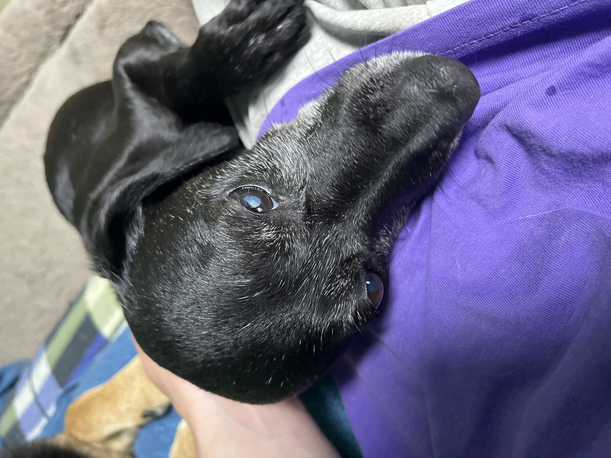 A close-up, eye-level shot focuses on a black dog, possibly a dachshund mix, with graying fur around its muzzle and eyes, resting on a purple garment. The dog's head is turned to the right, with its left eye clearly visible, appearing cloudy. A human hand, lightly tanned, is visible on the left side of the frame, gently touching the dog's fur. In the background, out of focus, are other surfaces like a brown cushion and a blue and green striped fabric, suggesting an indoor setting such as a home. There is no discernible information within the image to indicate a specific location in Nizhny Tagil, Russia.