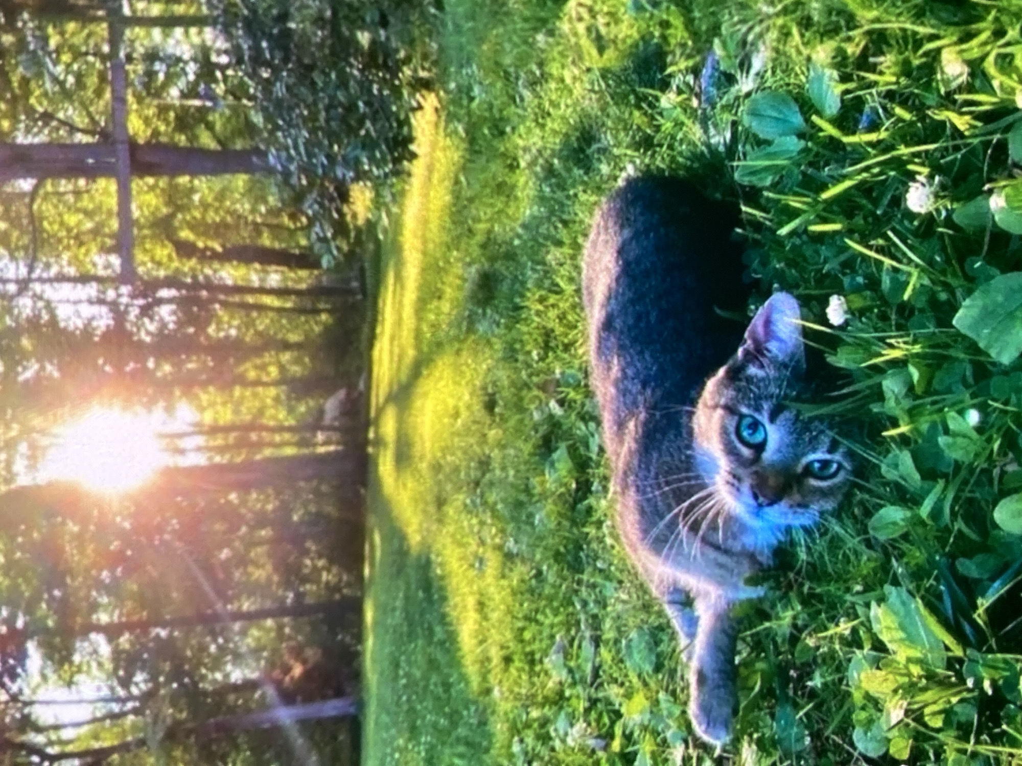 A domestic cat is lying on its back in a grassy area with trees in the background. The cat has blue eyes and its fur is a mix of gray and brown. The sun is shining through the trees, creating a bright lens flare. The location is a yard in Ustyvytsia, Ukraine.