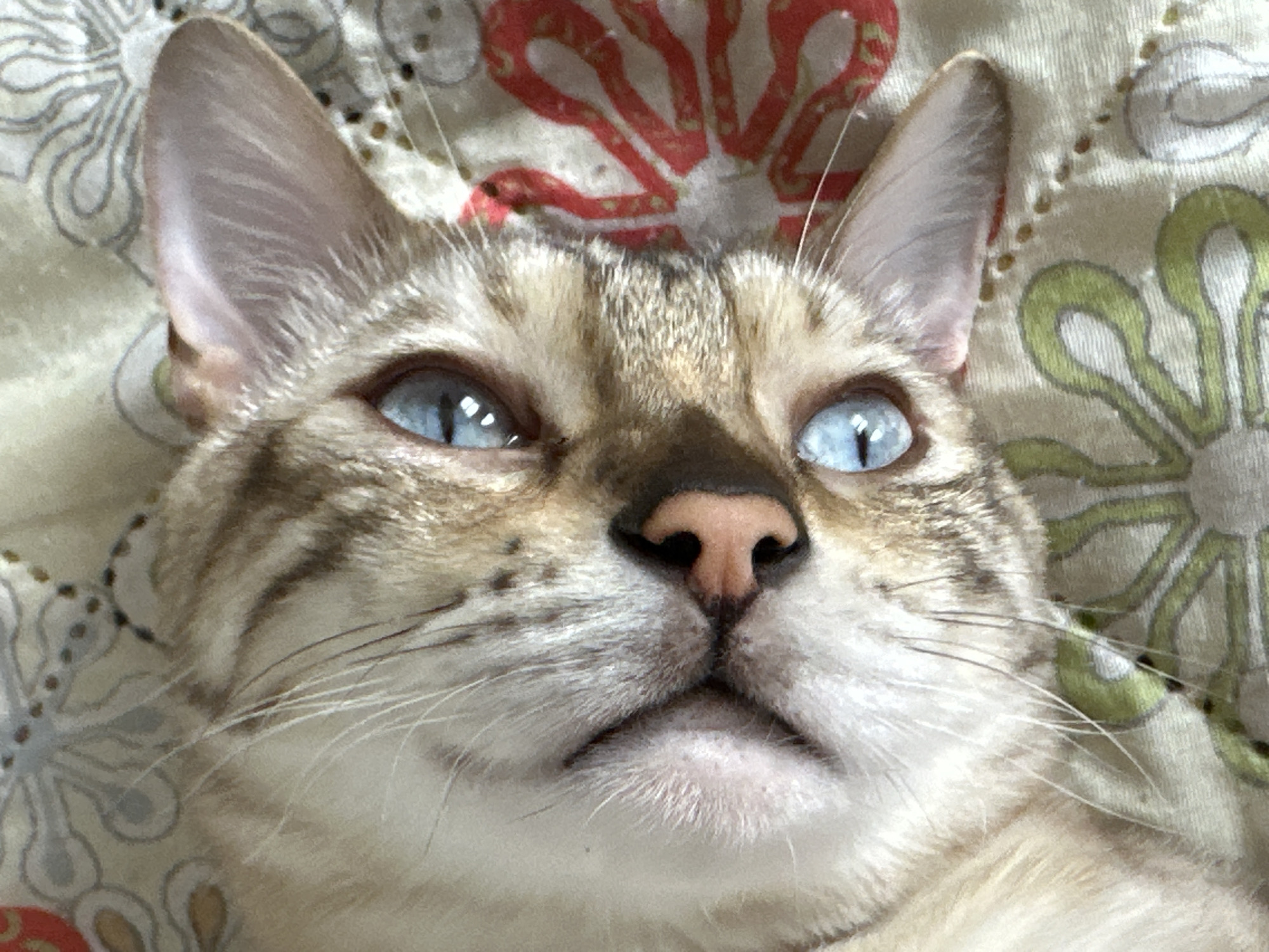 A close-up, overhead shot shows the face of a light brown Bengal cat with distinctive markings. The cat's blue eyes are prominent, and its pink nose is visible. The cat is lying on a patterned fabric, possibly a blanket or bedspread. The background has a floral motif in red and green. The image is a portrait of a domestic cat. The location in the city of Energetik, Russia is not discernible from the image.