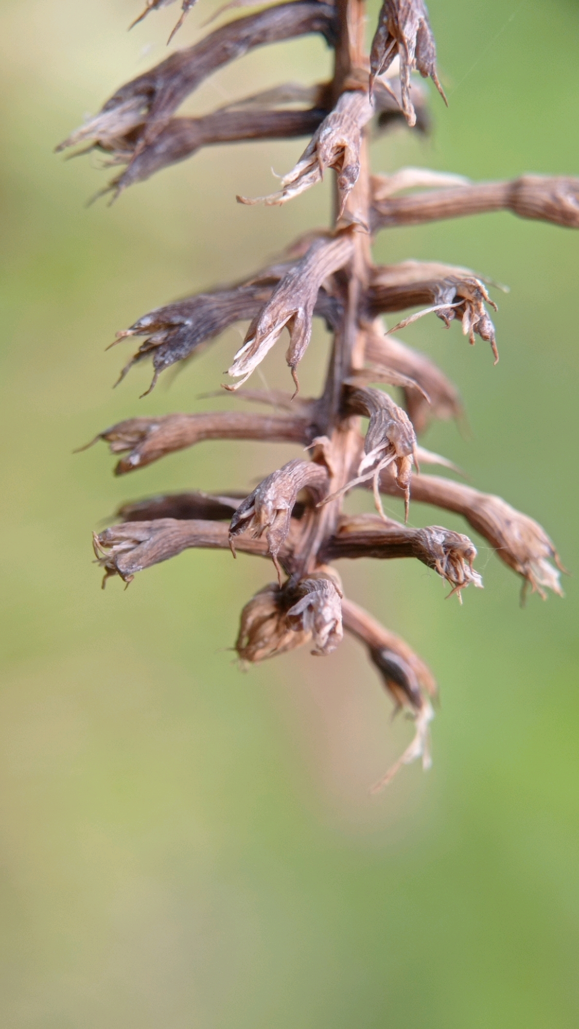 This is a close-up, vertical shot of a dried plant stalk with multiple seed pods or remnants of flowers. The stalk is brown and appears brittle, with individual pods branching off at various angles. Each pod is elongated and somewhat pointed, with remnants of papery material visible. The background is a soft, out-of-focus blur of light green, suggesting an outdoor environment. There is no evidence of human presence or activity. The image does not provide specific details about the location within Batu, Indonesia, beyond implying a natural setting.