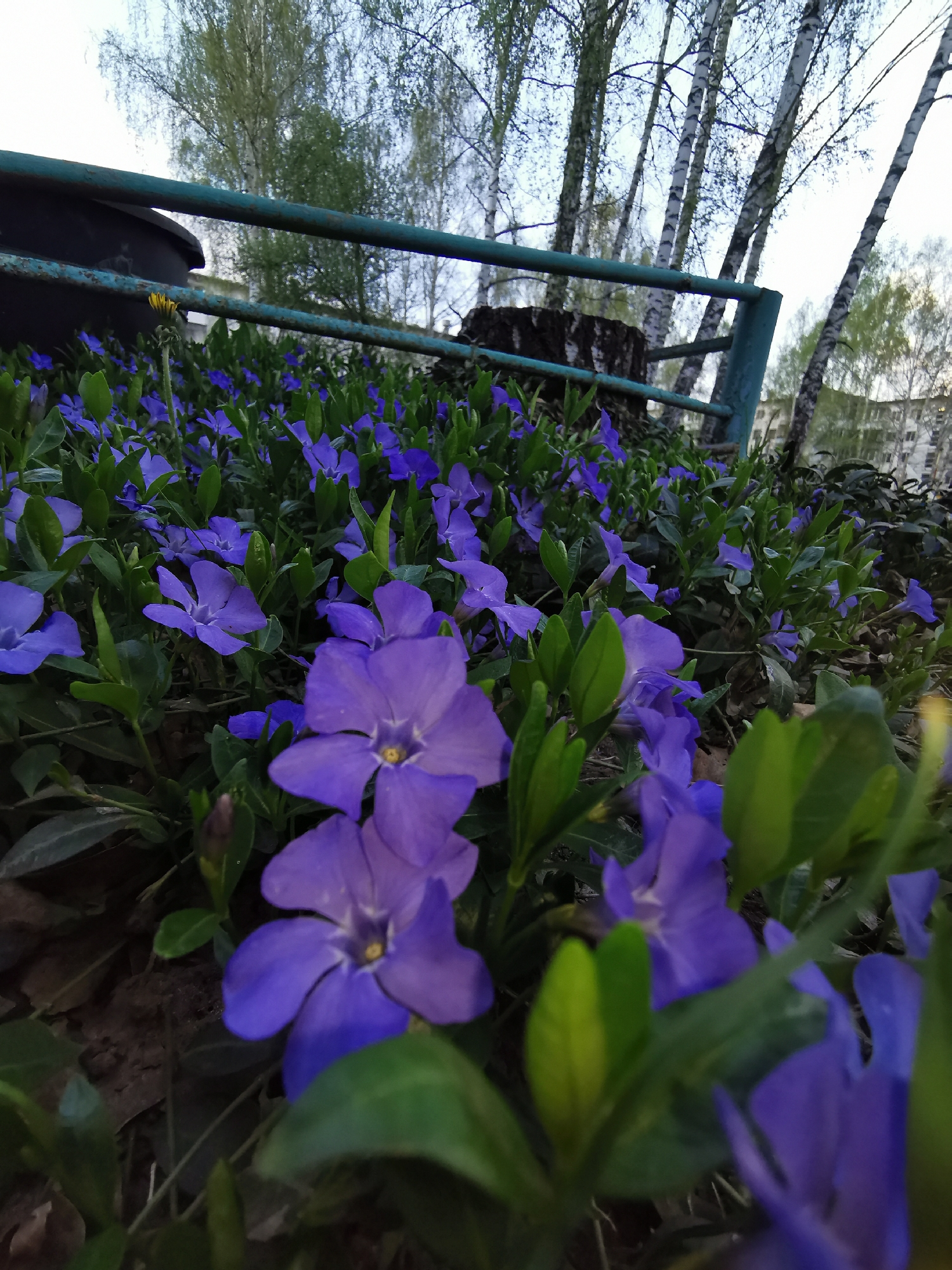 The image shows a ground-level view of a patch of periwinkle flowers (Vinca minor) with vibrant purple blossoms and green foliage. Behind the flowers, there's a teal metal fence and a dark, possibly black, object partially visible behind the fence. The background includes several birch trees with white bark and green leaves, and a blurred building is visible in the far distance. The lighting suggests either early morning or late evening.