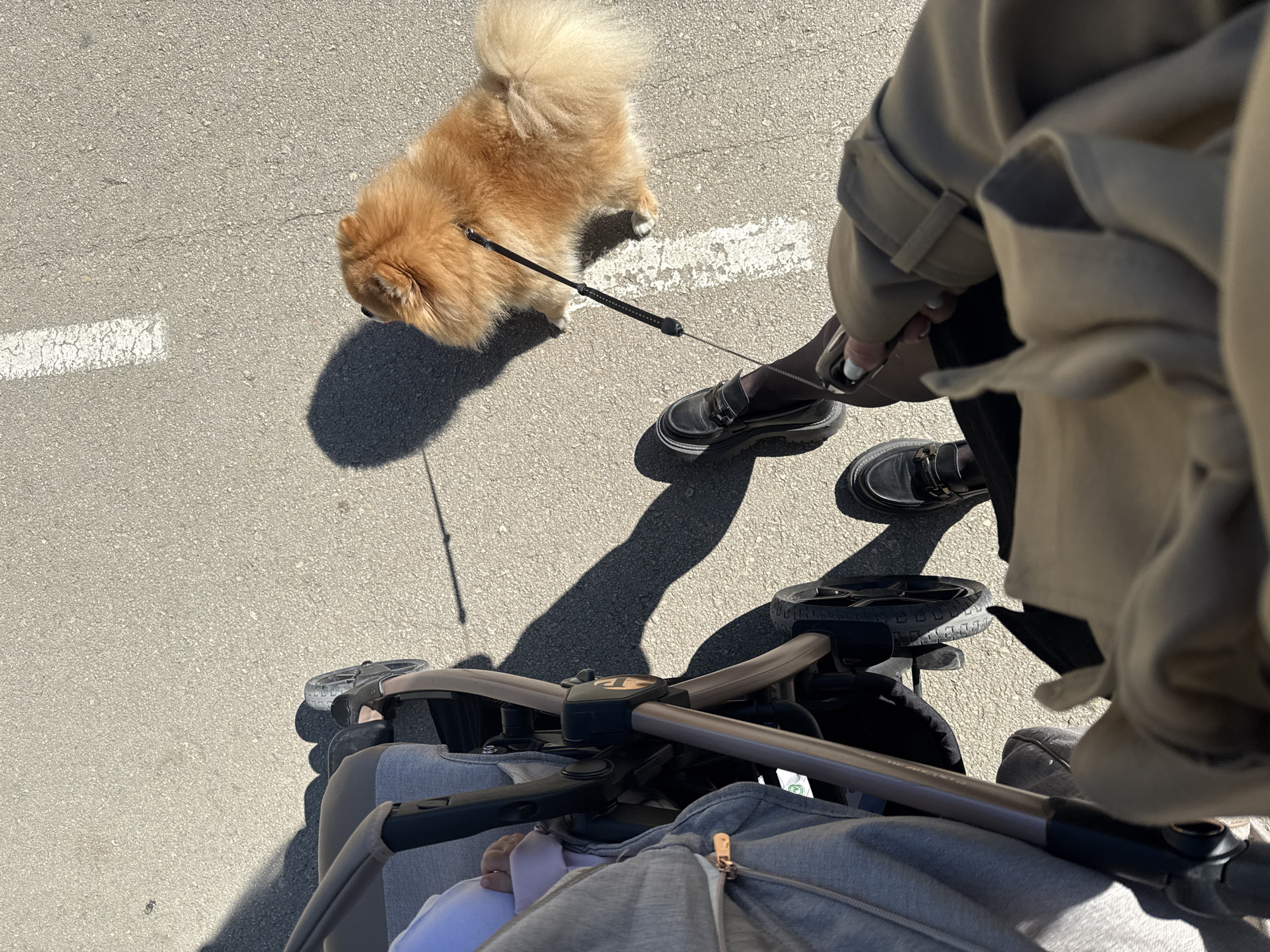 A high-angle shot captures a scene on a paved surface, likely a street or sidewalk, in an unknown city. A Pomeranian dog, held on a leash, walks to the upper left of the frame. A person wearing black shoes and a beige trench coat walks the dog and is pushing a baby stroller. The stroller is grey, and a small white hand is visible inside. A white line is painted on the pavement near the dog. Shadows are cast by the dog, stroller, and person.