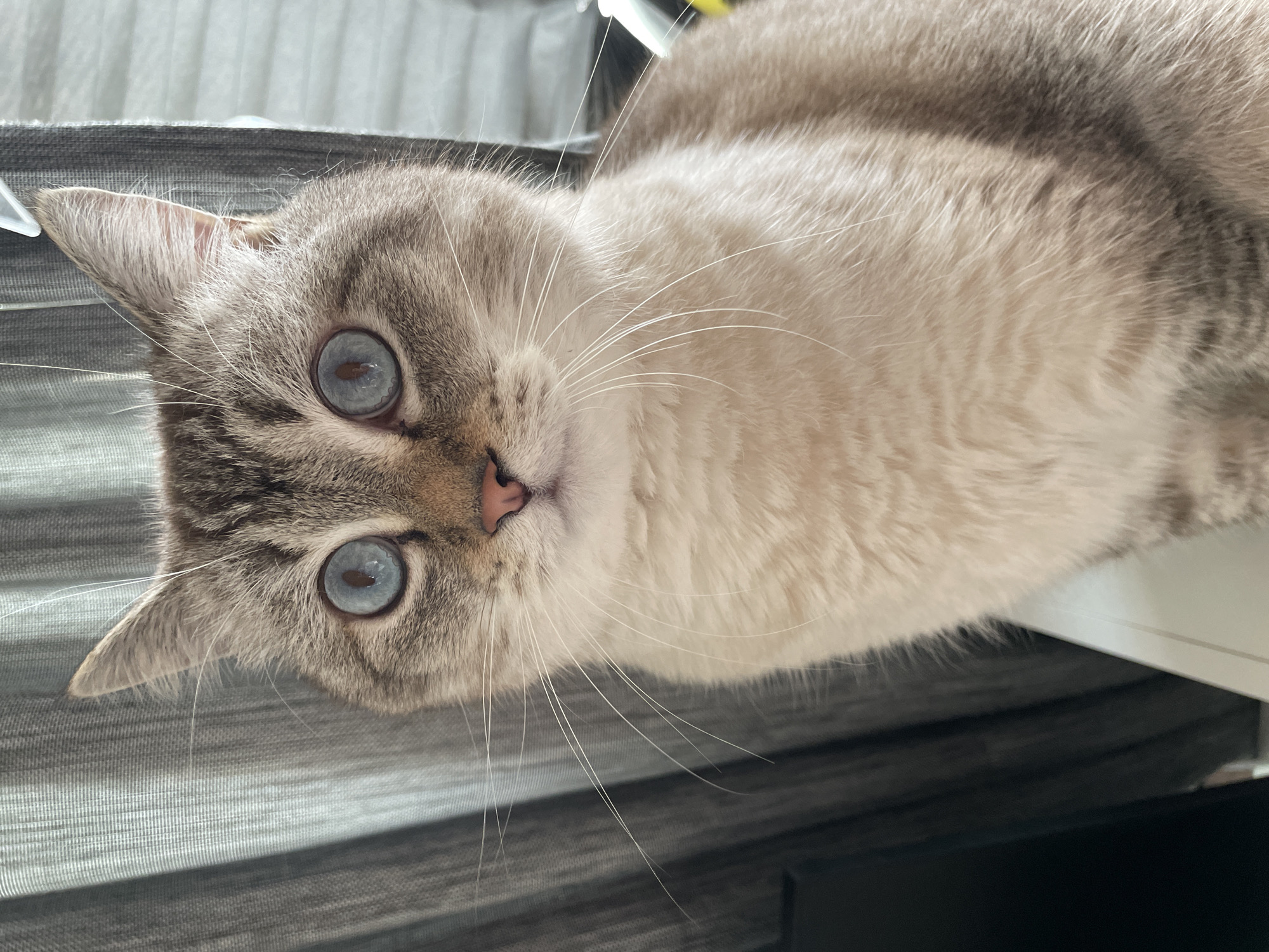 The image is a close-up of a cat with striking blue eyes. The cat has light-colored fur with tabby markings on its face and ears. It is looking directly at the camera with an alert expression. The background consists of a grey, textured curtain. There is no visible indication of Votkinsk, Russia, or any specific urban environment. The scene is static and focused solely on the cat.