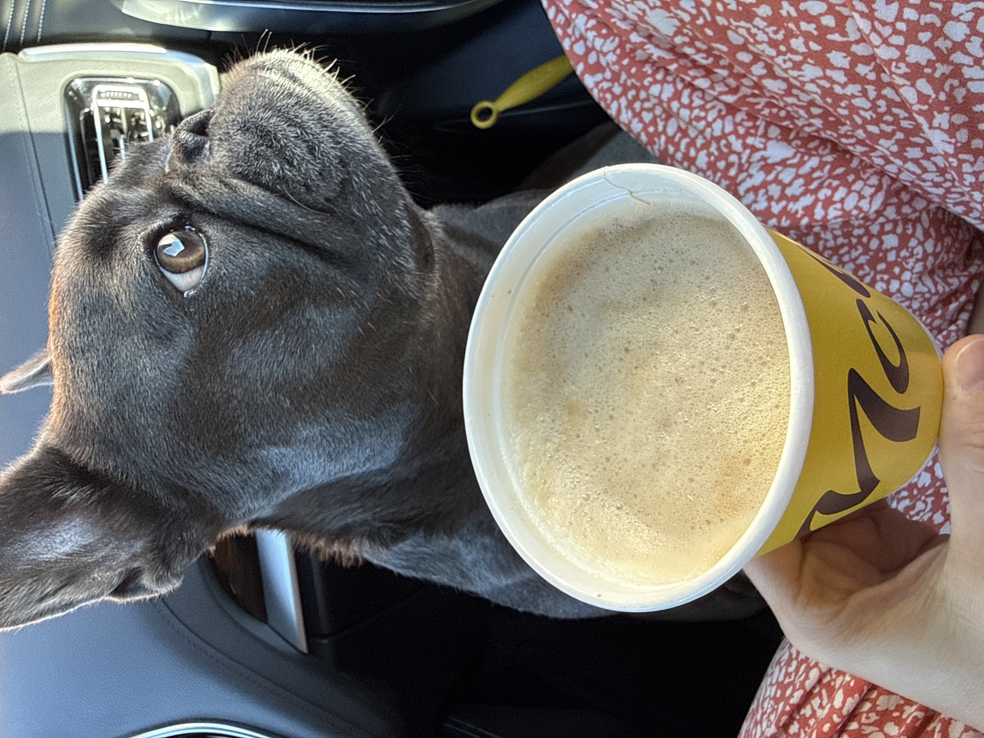 A French bulldog's head and shoulder are in the upper portion of the frame. The dog is dark grey and has large, expressive eyes. Its head is turned to the right, and it appears to be looking out of a car window. In the foreground, a hand is holding a yellow paper cup filled with a light brown, frothy beverage. The cup has a dark brown logo that is partially visible. The background of the image shows the interior of a car, including a black dashboard and a chrome air vent. The lower right portion of the image is filled with the pattern of a red and white floral dress. The image was taken in Werther, Germany.