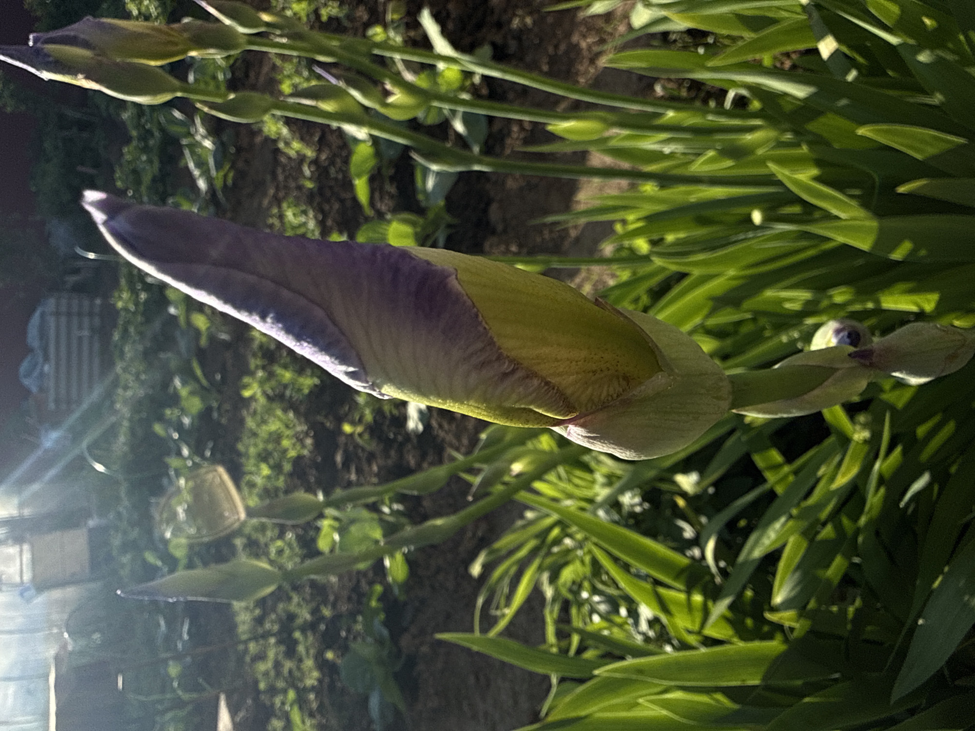 The image presents an outdoor garden scene located in Lenino, Russia, under direct sunlight from the upper left, evidenced by lens flare. The primary subject is a large, partially unfurled iris flower bud, vertically oriented in the center-right of the frame. Its upper portion displays a light purple hue, transitioning to a yellowish-green protective sheath below, attached to a green stem. To the left of the main bud, a smaller, less defined green iris bud is visible. To the right, a cluster of several slender iris buds, varying in color from green to purplish-green, are upright. The foreground and mid-ground are densely populated with vibrant green, sword-shaped iris leaves, exhibiting patterns of light and shadow. The background reveals an expanse of dark brown, tilled garden soil with scattered small green plants. In the upper left background, a translucent structure, likely a greenhouse or cold frame, reflects the sunlight. No individuals or animals are present, and no actions or interactions are depicted within the frame.
