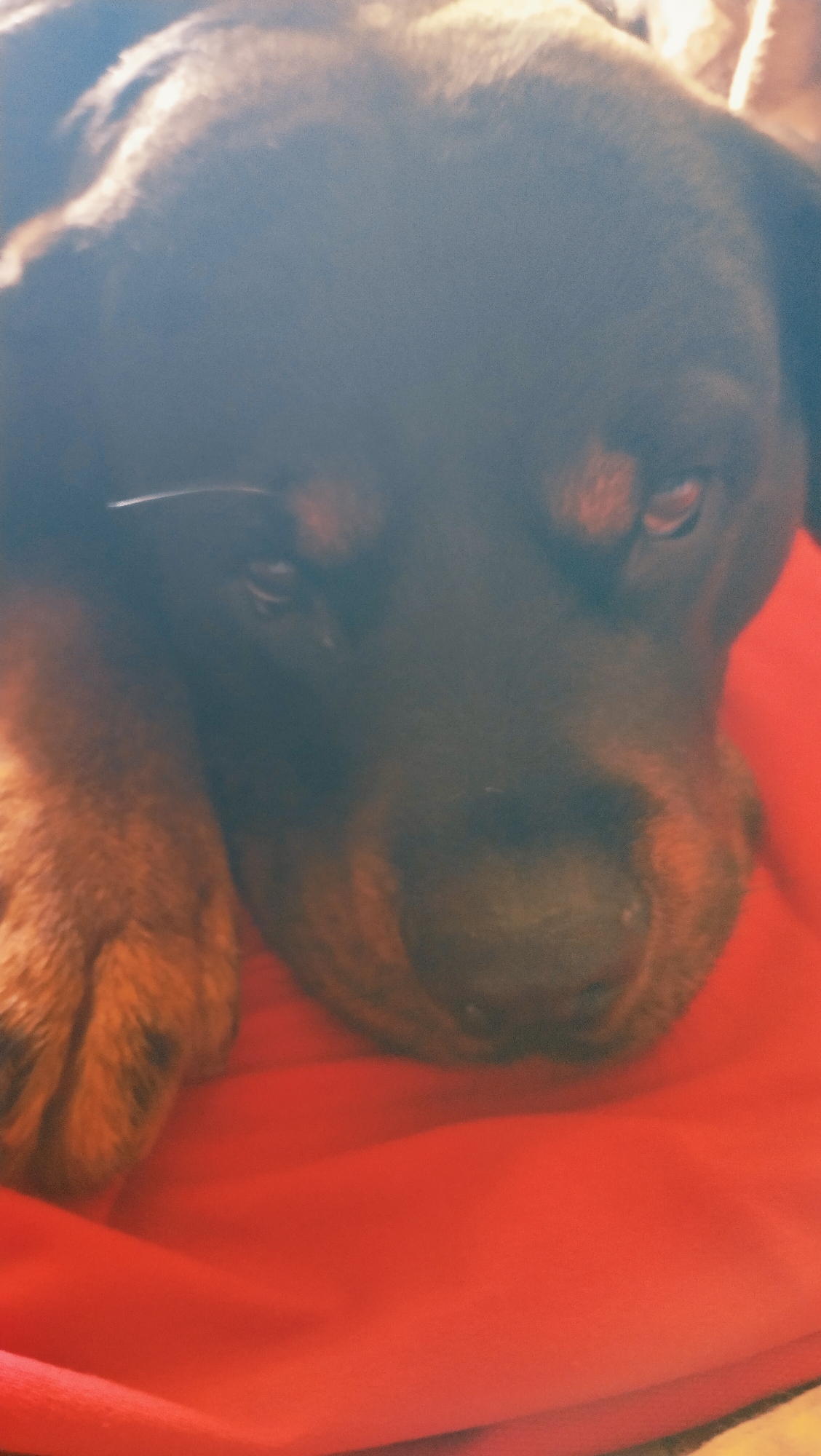 The image is a close-up, slightly out-of-focus photograph of a Rottweiler dog resting its head on a red surface, likely fabric. The dog's fur is dark brown and black, with tan markings around its eyes and muzzle. One of its front paws is visible on the left side of the frame, showing its brown fur and claws. The background is predominantly the red surface, with some lighter areas that might be reflections or other objects. There are no discernible elements that can be used to determine the location within the city of Horishni Plavni, Ukraine. The image focuses solely on the dog and its immediate surroundings.