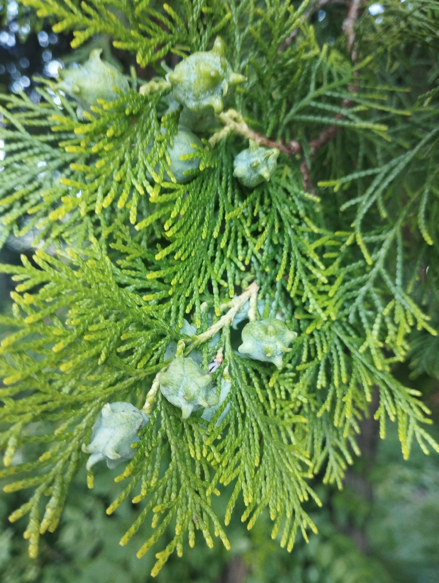 A close-up, eye-level shot shows a branch of an evergreen tree with scale-like foliage and several small, light green seed cones. The branch is oriented diagonally from the upper left to the lower right of the frame. The foliage is a vibrant green with yellow tips on many of the needles. Some of the cones have a slightly waxy or bumpy texture. The background is softly blurred, showing more of the tree and hints of other greenery, suggesting an outdoor natural setting, possibly in a park or garden. The lighting appears to be natural daylight, creating soft shadows and highlighting the textures of the leaves and cones. The image is sharpest on the cones in the foreground and gradually softens towards the background. The location is identified as Unknown, Unknown.