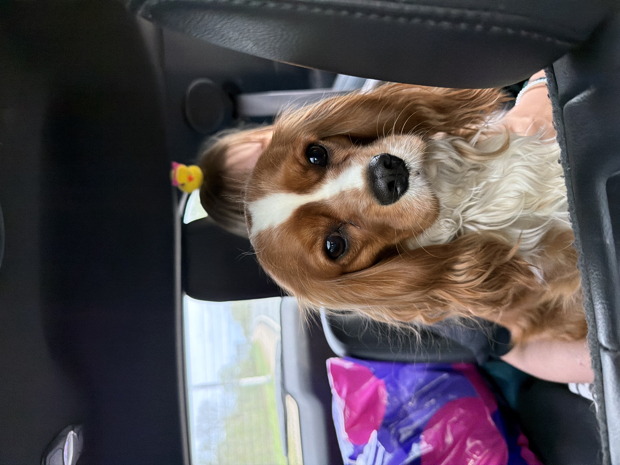 A medium shot shows a tan and white Cavalier King Charles Spaniel dog indoors. The dog has brown ears and a white stripe down its face and is looking directly at the camera. A child with a yellow and pink hair decoration is visible behind the dog. A purple and pink patterned bag is partially visible. The location appears to be the interior of a vehicle based on the presence of a car window. The photo was not taken in Savinskoye Sel'skoye Poseleniye, Russia.