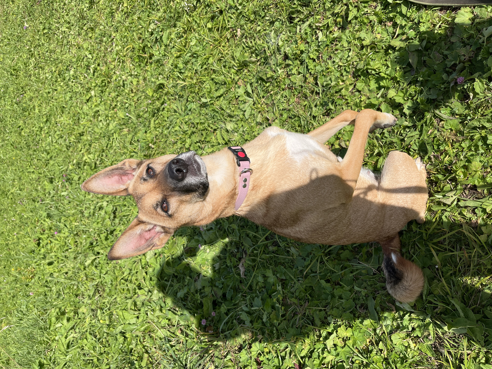 A tan and black dog sits on a grassy lawn in a park. The dog is wearing a pink collar with a black buckle. The dog is looking up and to the left. The background is a blur of green grass and shadows. There are no people or other animals visible in the image. The image is taken from a high angle, looking down at the dog. The lighting is bright and sunny, casting strong shadows on the grass. The overall impression is one of a peaceful and happy moment in nature.