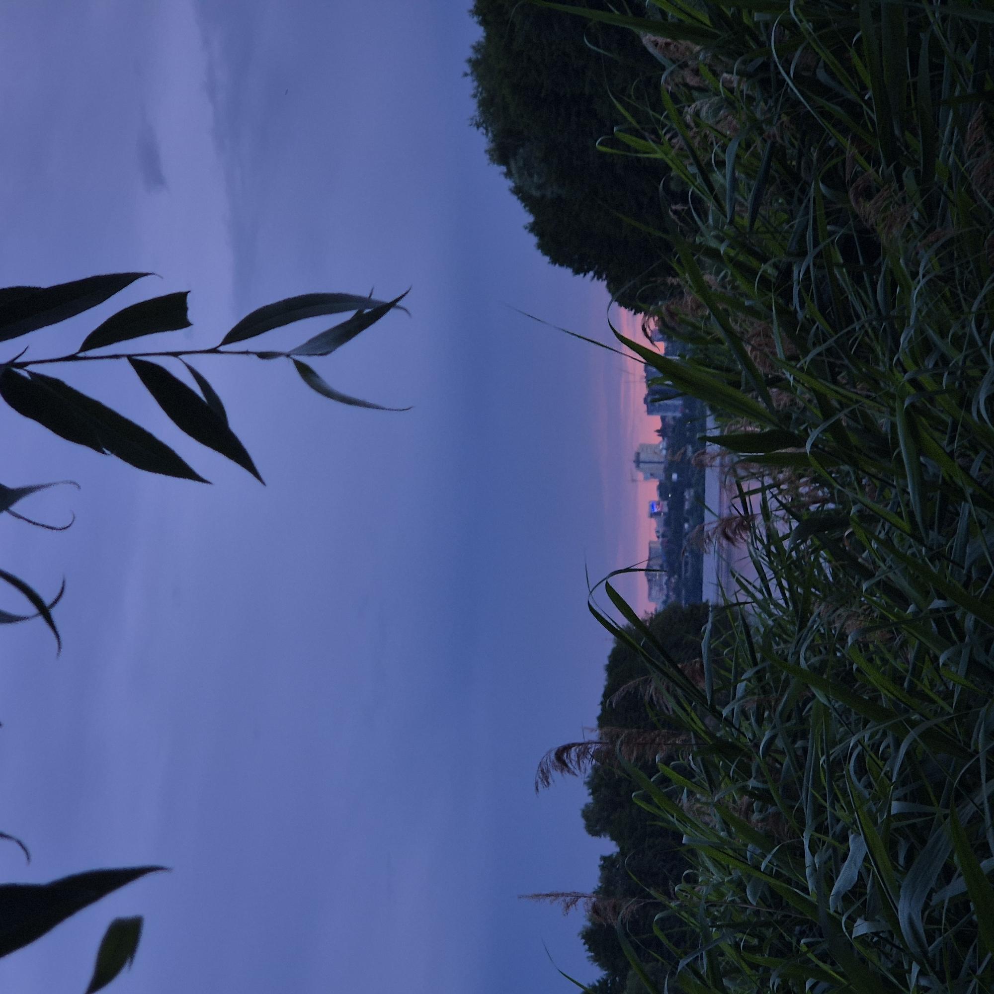 The image depicts a twilight scene along the Voronezh Reservoir in Voronezh, Russia. In the foreground, tall reeds and grasses form a dense, dark green barrier, their elongated leaves swaying slightly. Above the reeds, the tranquil water of the reservoir is visible, reflecting the dusky sky. In the middle ground, a line of trees forms a dark silhouette against the horizon, with a glimpse of the city skyline beyond. The city buildings are illuminated by artificial lights, and a prominent blue light can be seen on one of the structures, possibly indicating construction or a decorative lighting display. The sky is a deep, gradient blue, with hints of pink and purple near the horizon, suggesting the last moments of daylight or the approach of dawn. Hanging in the upper portion of the image are dark, blurred leaves and branches, possibly from a willow tree, which partially obscure the sky. There are no people or animals visible in the image. The overall atmosphere is serene and slightly melancholic, characteristic of a transitionary time of day.