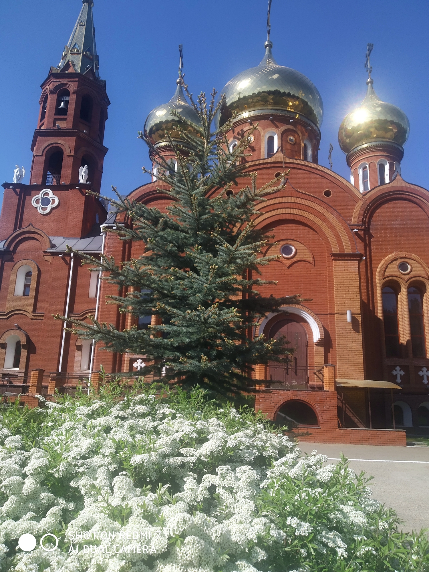 A medium shot captures the Church of St. George in Chaikovsky, Russia, during daylight. The church, constructed of red brick, features multiple golden domes and a tall spire. In the foreground, a lush bush of white flowers obscures the lower portion of the building. A small evergreen tree stands directly in front of the church's main entrance. The sky is clear and blue.