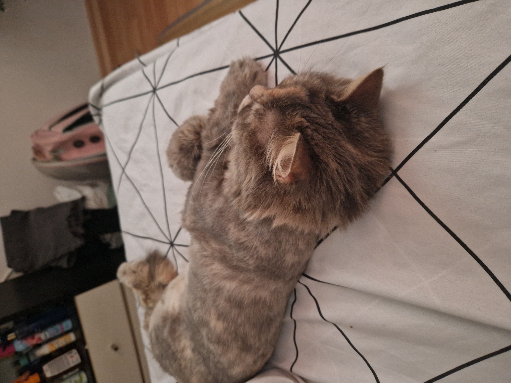A domestic cat with gray and light brown fur is lying on its back on a white and black geometric patterned bedspread. The cat's paws are raised and its eyes are closed, indicating it is asleep. The background is blurred, but it appears to be an indoor setting with a dresser and a backpack visible. There is no information in the image to suggest the location is in Lovech, Bulgaria.