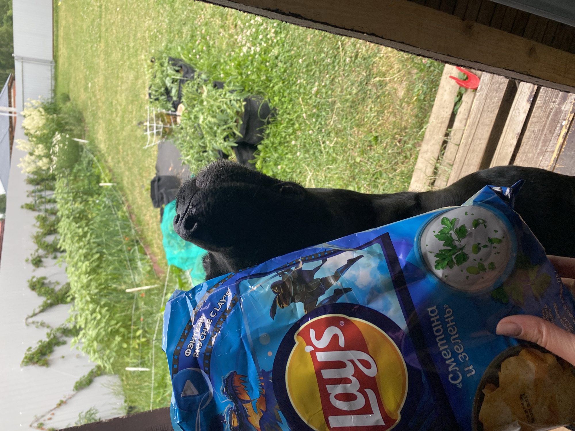 In an outdoor setting, a black dog with its nose in a bag of Lay's chips is partially visible on the right side of the frame. The dog's head is tilted downwards, focusing on the bag. The bag is predominantly blue and features the Lay's logo, graphics of dragons and ninjas, and text in Cyrillic that translates to "Fantasy. Flavor of chips." A hand is holding the bag from the bottom left corner. The background reveals a garden with rows of green plants, some in black grow bags, and a white fence. The ground is covered with green grass and scattered white flowers. Wooden planks are visible in the foreground and on the right.