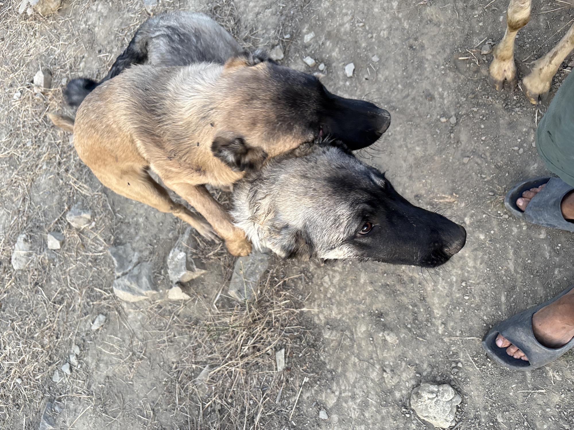 In Tankovo, Bulgaria, two dogs are observed in an outdoor, dry environment. The larger dog, a light brown German Shepherd, stands over a darker grey and black dog, also appearing to be a shepherd mix. The foreground of the image shows a person's feet wearing dark grey flip-flops, positioned on a ground of dirt and small stones, with dry grass and twigs scattered about. To the right, a pair of animal bones are visible on the ground. The scene appears to be a casual outdoor setting.