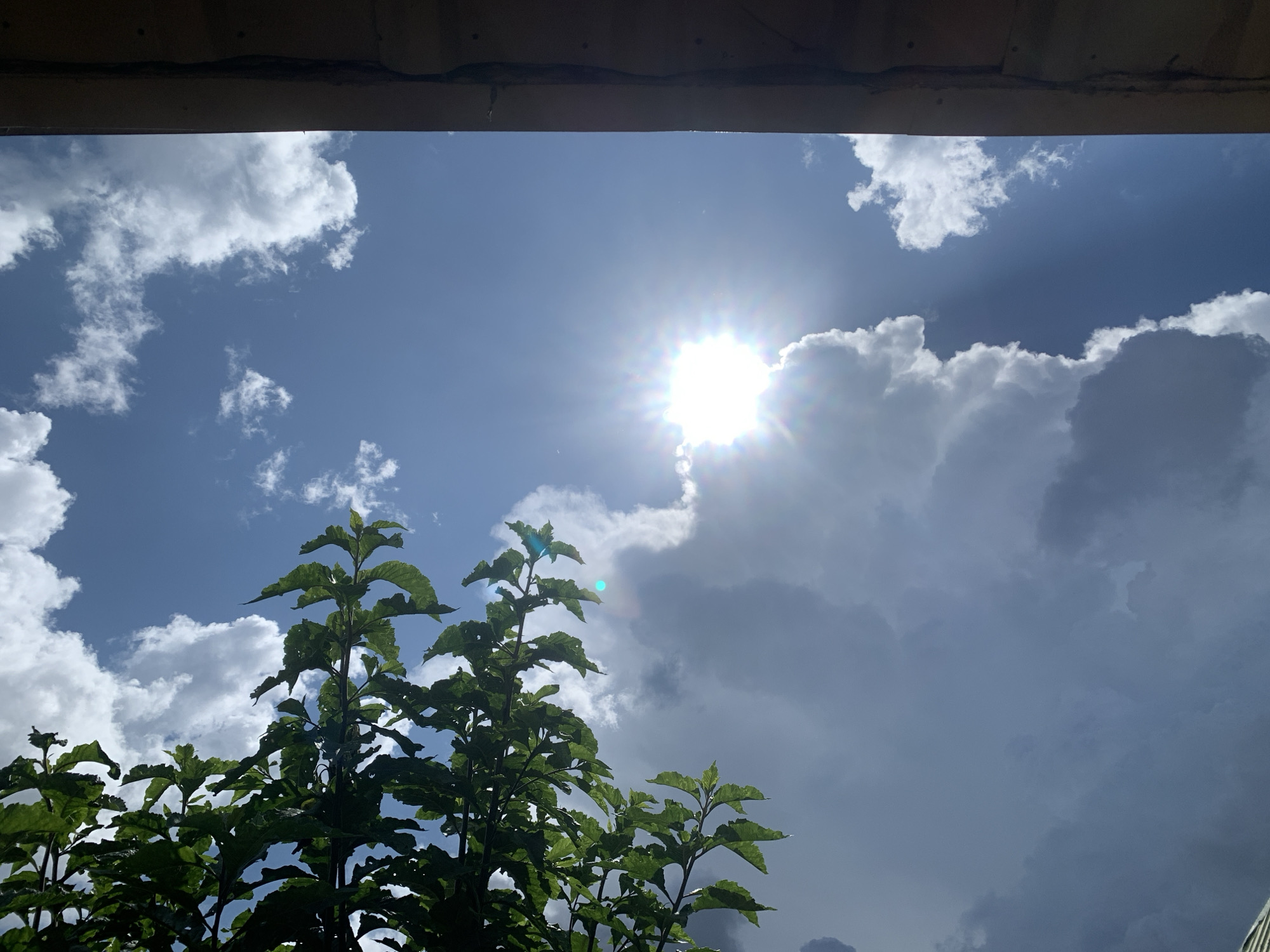 The image shows a view of the sky from under a dark overhang. The sky is blue with scattered white clouds and the sun is shining brightly, creating a lens flare. In the foreground, a cluster of green leaves from a tree is visible, partially obscuring the sky. The scene appears to be outdoors.