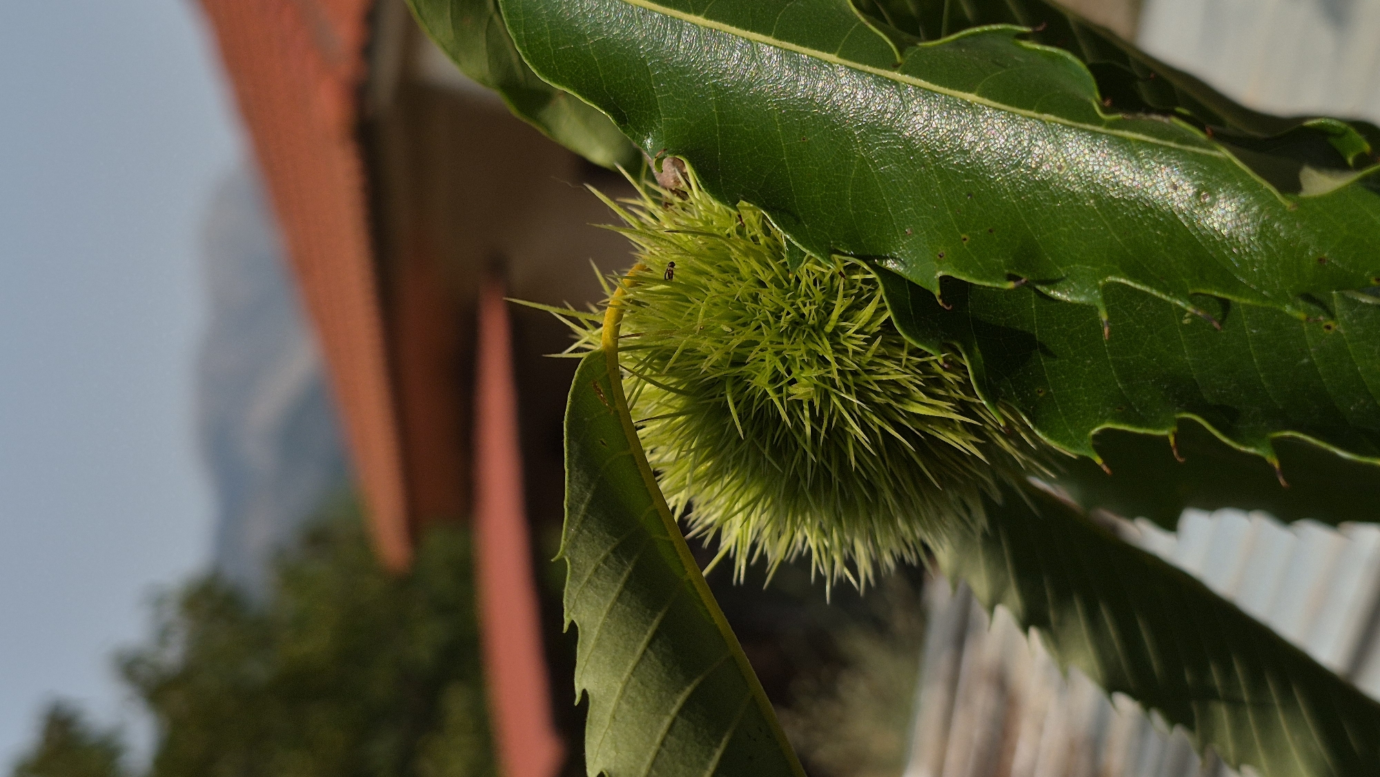 A close-up, eye-level, vertical, outdoor shot features a green spiky chestnut burr nestled amongst several large, dark green leaves. The burr is centrally located and appears to be a focal point of the image, with its numerous sharp spines radiating outwards. A small insect, possibly a beetle, is visible on top of the burr. The leaves, which are also in focus, have serrated edges and exhibit a glossy sheen. In the background, out of focus, is a building with an orange tile roof, and beyond that, hazy mountains under a clear, light blue sky. The lighting suggests it is daytime, with sunlight illuminating the scene. The overall impression is one of nature and rustic environment.