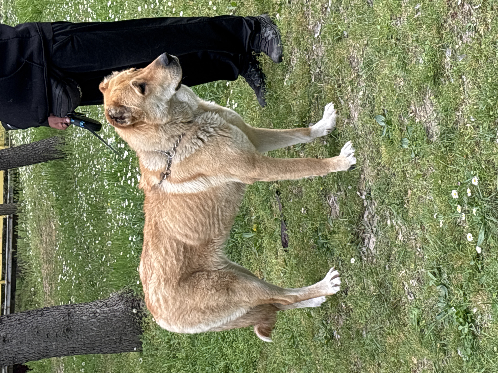 A large, light brown dog with distinct white paws and a chain collar is the central subject of the image, seen from its left side. The dog is sitting or lying on green grass, looking upwards and slightly to the right, appearing attentive. Its fur is dense, particularly around the neck.
Beside the dog, the lower body of a person is visible, wearing black pants and dark shoes. The person is holding a black and blue leash, which is connected to the dog's collar. A thick, dark tree trunk is partially visible on the far left of the frame, grounding the scene.
The setting is an outdoor grassy area, likely a park or field, with numerous small white flowers resembling daisies scattered across the green ground. The lighting suggests it is daytime under clear weather conditions. The overall activity depicts a person accompanying their dog in a relaxed outdoor environment. No visible text is present in the image. This scene takes place in Plovdiv, Bulgaria.