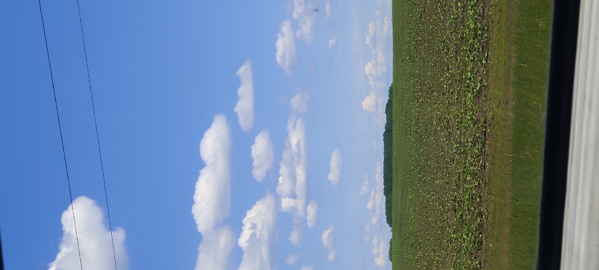 The image captures a vast rural landscape under a clear blue sky, likely taken from inside a vehicle given the white frame visible on the far right. The dominant feature in the lower half of the frame is an extensive agricultural field, densely covered with young green plants, indicating cultivated crops. In the mid-ground, a dark green tree line or forest edge stretches horizontally along the distant horizon, separating the field from the sky. The upper portion of the image is filled with a bright blue sky, adorned with scattered white, fluffy cumulus clouds that vary in size and shape. Two thin, dark utility lines are visible crossing the upper left quadrant of the sky, suggesting proximity to a road or settlement. The scene depicts a serene and open environment during daytime, characterized by fair weather. No people or visible text are present. The setting is indicative of the countryside, consistent with the provided location context of Shelestove, Ukraine.