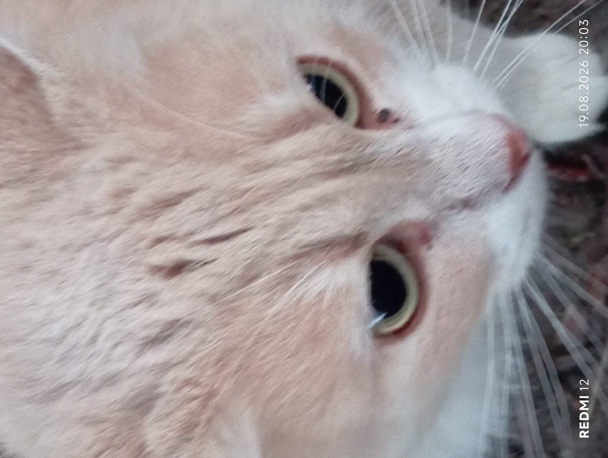 A close-up, slightly blurry, vertical, medium shot shows the face of a light-colored cat. The cat's fur is a light peachy color with some white on its muzzle and chest. Its eyes are open and light green with black pupils. There is a small dark spot on its right cheek, below the eye. The cat's whiskers are white and spread outwards. The background is out of focus and appears to be a dark, textured surface. The lower left corner of the image has white text that reads "REDMI 12". The lower right corner has white text that reads "19.08.2026 20:03". The image was taken in Smila, Ukraine.