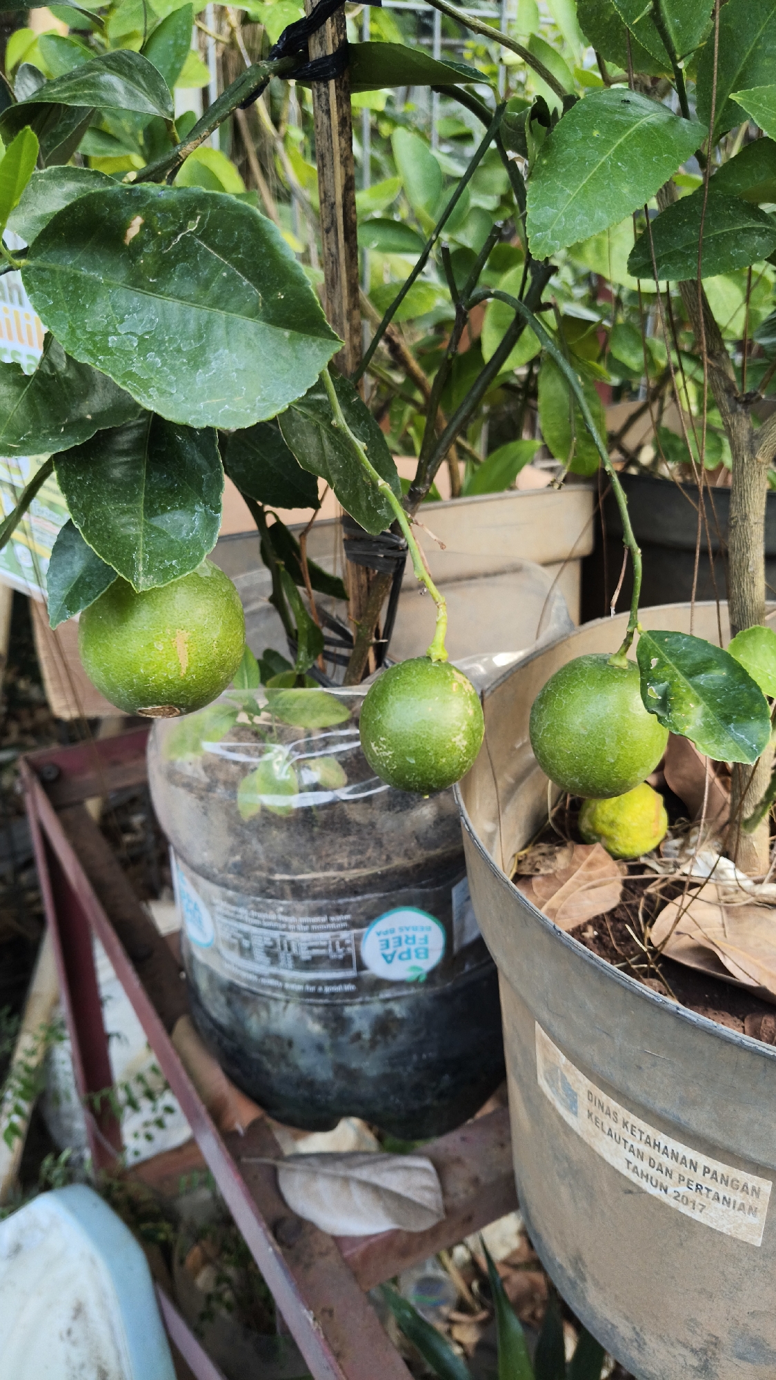 In an outdoor setting, possibly a garden or urban green space in South Jakarta, Indonesia, a close-up shot focuses on several small, unripe limes growing on a citrus tree. The limes are a vibrant green, with a slightly textured skin. They hang from thin branches, some supported by stakes or tied with black tape. The trees are planted in two different containers: a large, clear plastic bottle and a grey, metallic pot. The plastic bottle appears to be a repurposed water jug, with a label indicating "BPA FREE". The grey pot has a sticker on its side that reads "DINAS KETAHANAN PANGAN KELAUTAN DAN PERTANIAN TAHUN 2017", suggesting it may be associated with a local government initiative. The background shows more greenery and other plants, creating a natural, if somewhat rustic, environment. The lighting suggests it is daytime.