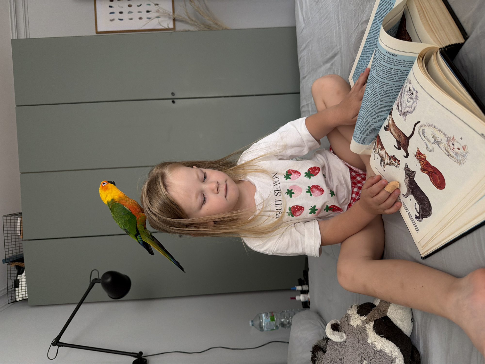 A young Caucasian girl with long blonde hair, estimated to be between three and six years old, sits cross-legged on a grey-sheeted bed in a bedroom located in Khimki, Russia. She wears a white t-shirt adorned with red strawberry graphics and red and white checkered shorts. A vibrant yellow, orange, and green parrot, possibly a Sun Conure, is perched on top of her head, facing to the right. The girl looks down intently at a large, open hardcover book resting on the bed in front of her. The left page of the book displays multiple colored illustrations of animals, including various cats and a badger-like creature, while the right page features text in Cyrillic script, with the word "ГЕОГРАФИЯ" (Geography) clearly visible. In her left hand, she holds a light-colored, irregularly shaped object. To her left, a grey and white stuffed animal is partially visible on the bed. In the background, a large, muted grey wardrobe or set of cabinets with two dark handles occupies the central space. To the left, a black, articulated wall-mounted lamp extends from the wall. Above the cabinets and lamp, two black wire storage baskets are visible. On the bed near the headboard, a plastic water bottle and two smaller bottles are present. To the far right, a framed piece of abstract wall art hangs, featuring multiple dark shapes on a light background, with dried plant material positioned in front of it.