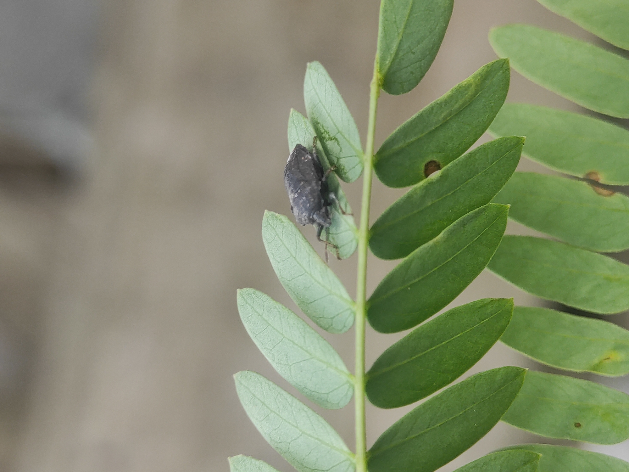 A gray weevil is perched on a green pinnate leaf. The background is a blurry gray. The location is unknown and cannot be confirmed as Lhokseumawe, Indonesia.