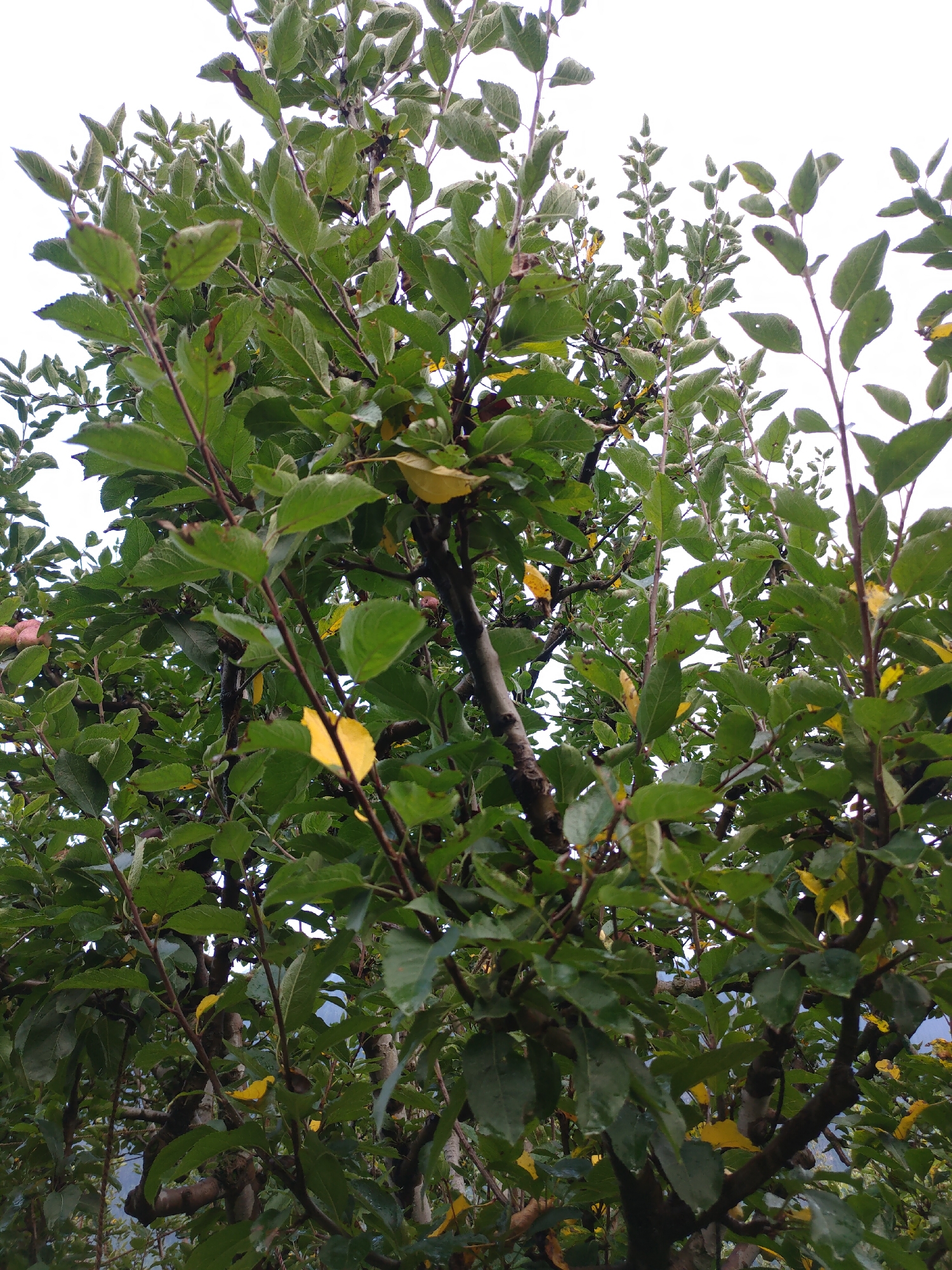 This image shows a close-up view of an apple tree in Burwa, India. The tree is full of green leaves, with some yellow leaves scattered throughout, indicating it might be autumn. The branches are dark and appear sturdy. In the upper left and middle right of the image, there are glimpses of ripe red apples on the branches. The background is a bright, overcast sky, suggesting it is daytime. The scene appears to be outdoors, possibly in an orchard or a garden, with a natural, uncultivated environment.