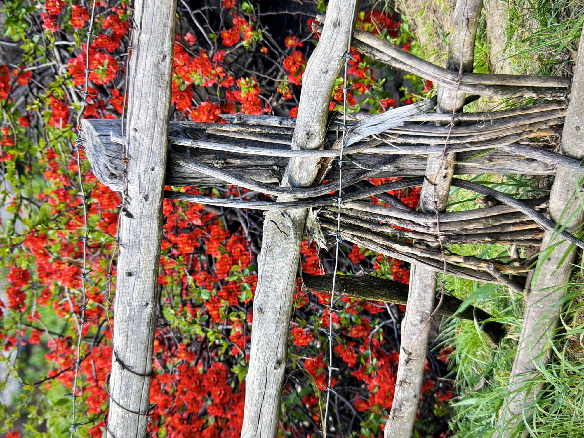 A rustic wooden fence with barbed wire accents runs horizontally across the frame, separating a patch of vibrant green grass from a dense background of bright red flowers and green foliage. The fence is constructed from rough, weathered logs and branches, some of which are bound together with wire. A weathered wooden post is visible supporting the fence. The environment appears to be outdoors, possibly in a rural or garden setting. The image does not contain any people or discernible actions or interactions. There is no information within the image to determine its specific location in Kyiv, Ukraine.