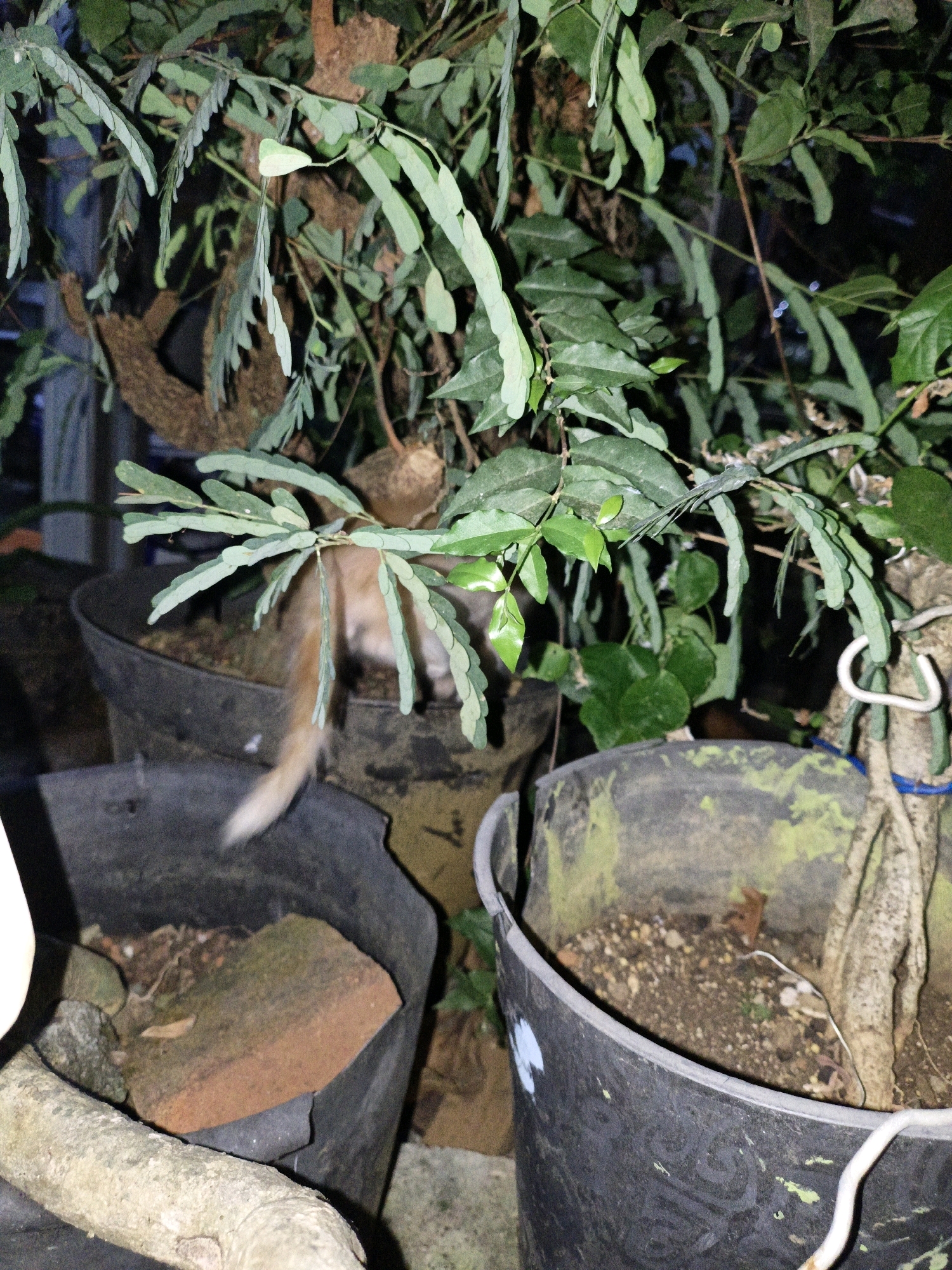 A ginger cat with a white-tipped tail is partially obscured by lush green foliage and branches of a tree, possibly a bonsai, in pots. The cat appears to be hiding behind a plant stem. The scene is set outdoors, with the pots and plants suggesting a garden or patio environment. One pot is black and appears to be made of plastic, containing soil, small stones, and a piece of reddish brick. Another pot, also black, is visible in the foreground. The background is dark and out of focus, hinting at a nighttime setting. The image was taken in Cikal, Indonesia.