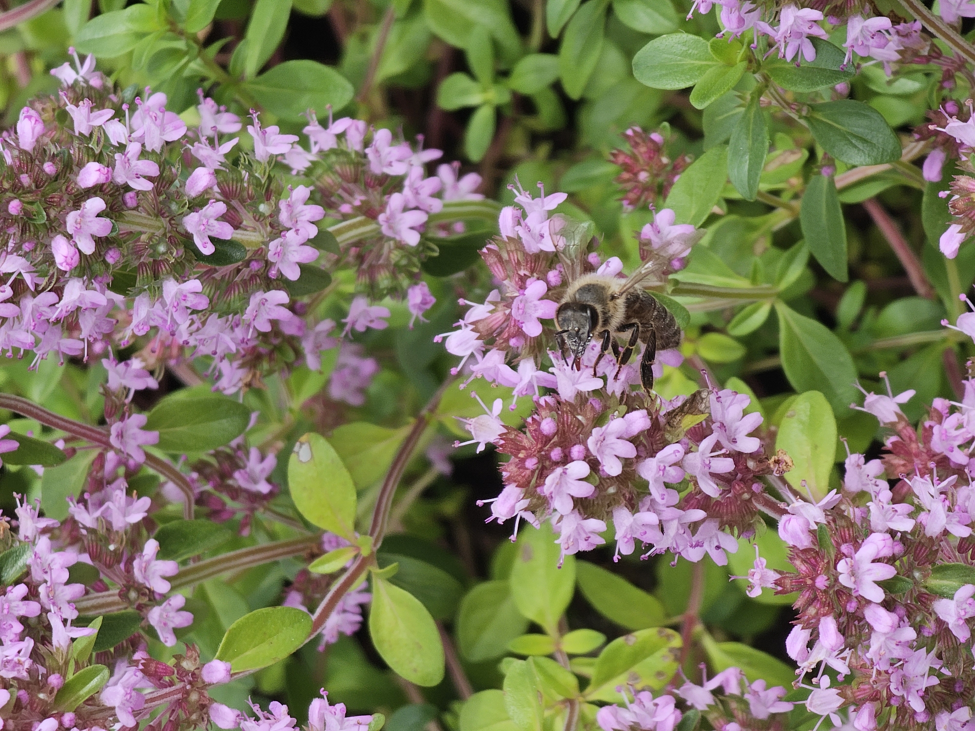 A close-up shot captures a bee actively foraging amongst tiny, light purple flowers. The bee, with its distinct striped body and fuzzy texture, is positioned on a cluster of blossoms, its proboscis extended as if collecting nectar. The flowers are delicate, with five petals each, and are grouped in small clusters atop slender stems. Lush green foliage forms the background, with some leaves appearing slightly blurred, emphasizing the sharp focus on the bee and the flowers. The lighting suggests it is daytime, and the overall scene conveys a sense of natural activity and the process of pollination. The context provided indicates the location as "Berezka SNT (Krasnogorsky District, Russia)". There is no visible text in the image.