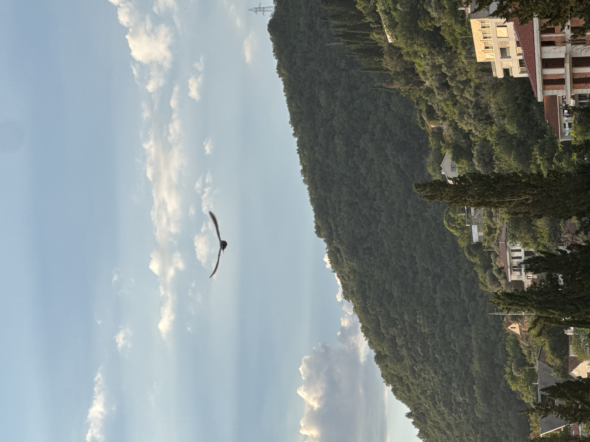 A bird is captured in mid-flight against a sky with scattered clouds. The bird is positioned centrally in the upper portion of the frame, with its wings outstretched. Below the sky, a densely wooded, green hillside dominates the middle ground, sloping upwards and to the right. Several buildings, ranging in size and style, are nestled into the lower slopes of the hill and in the foreground, partially obscured by trees. The architecture suggests a residential area. Tall, slender evergreen trees are interspersed among the buildings and on the hillside. The overall lighting indicates it may be late afternoon or early morning.