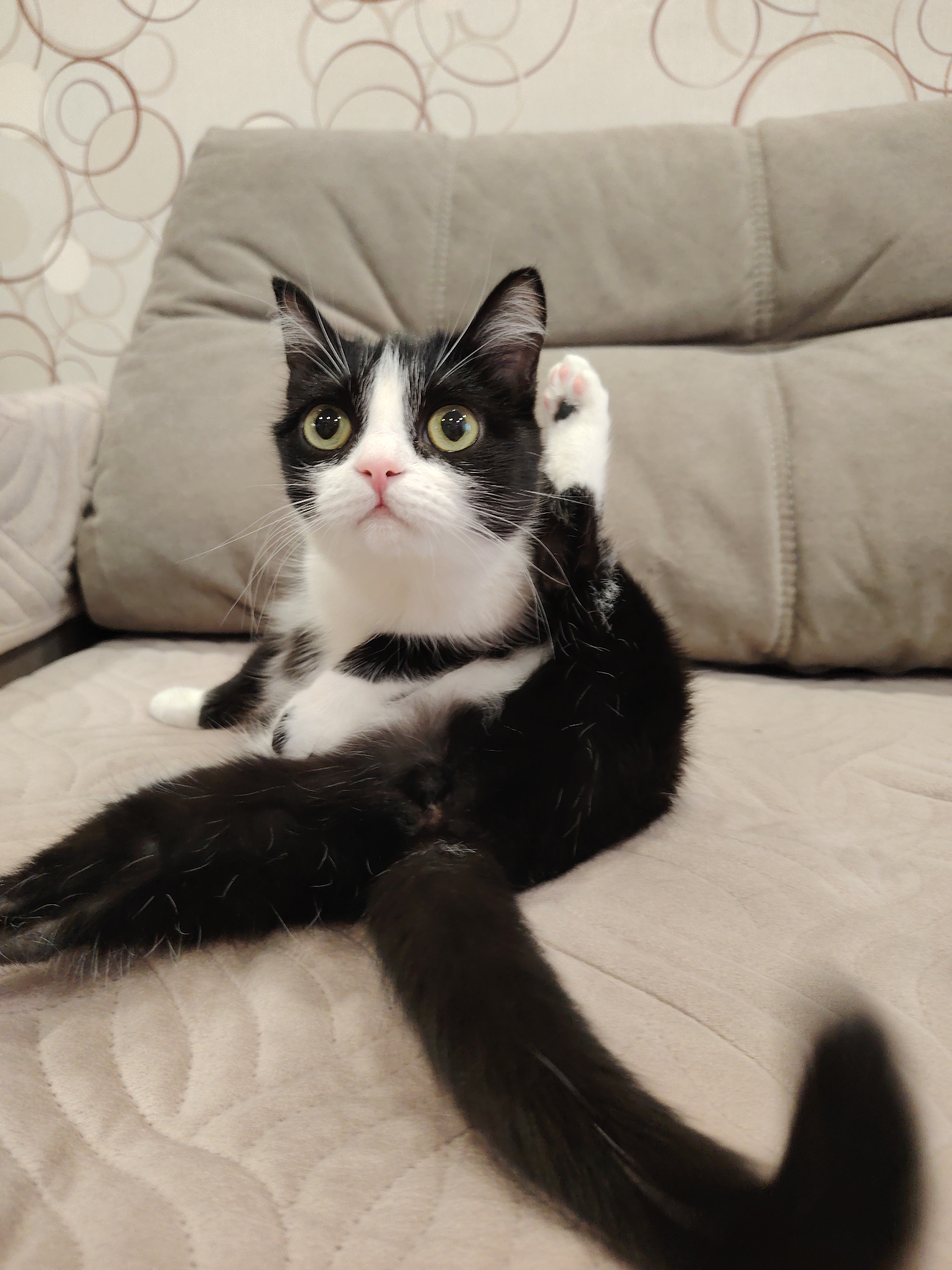 A black and white cat is sitting on a light beige couch. The cat is looking upwards with wide eyes. Its right leg is raised, showing a white paw with black spots. The background includes a couch cushion and a wall with a patterned design. The location is a domestic interior.
