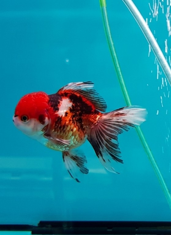 A goldfish with a red head and multi-colored body swims in a blue aquarium. The fish has black, white and orange markings on its scales and fins. A green tube runs vertically along the right side of the image, and a clear tube with air bubbles is located near the green one. A black object is partially visible at the bottom of the frame. The location is unspecified beyond City of Medan, Indonesia.
