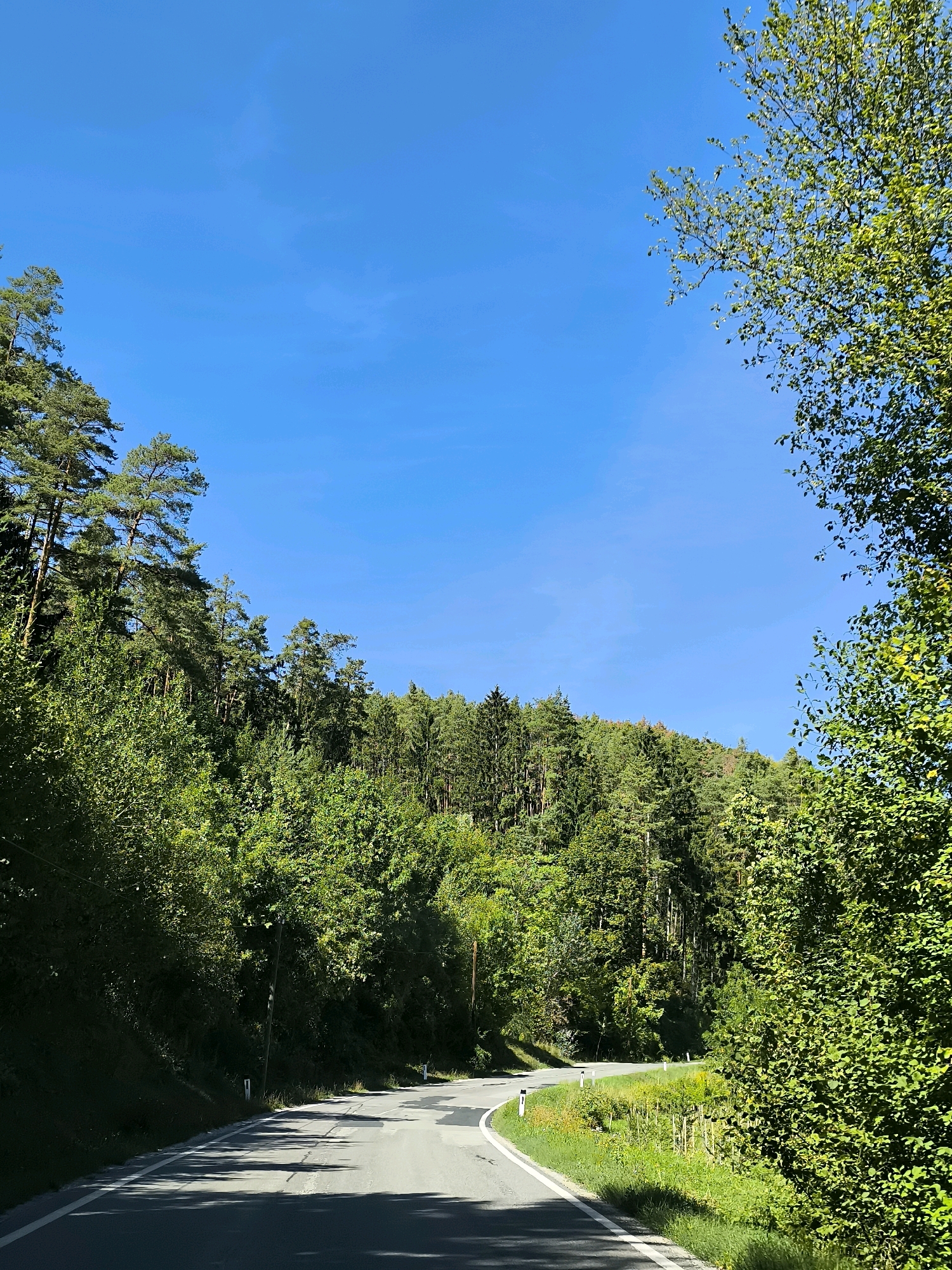 A sunny day shows a winding asphalt road through a lush green forest. The road curves to the right, bordered by a grassy shoulder and wildflowers on the right side, and a steep, tree-covered embankment on the left. Tall pine trees and a dense undergrowth of deciduous trees fill the landscape. The sky is a clear, bright blue with a few wispy clouds visible. The image is taken from a low angle, looking forward along the road.