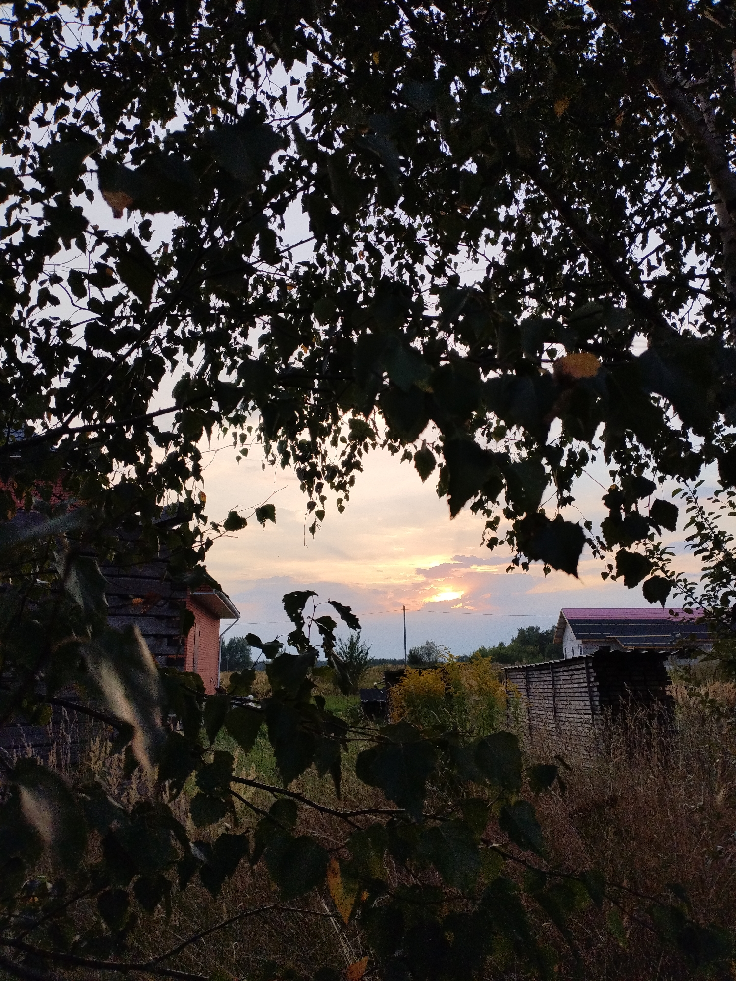 A silhouetted tree canopy partially obscures a rural scene at dusk. The sky displays a gradient of light blues and pinks, with the sun just below the horizon, casting a warm glow. In the mid-ground, a red brick house with a dark roof is visible on the left, and another house with a bright pink roof is seen on the right. A wooden fence runs horizontally across the image, separating the houses from overgrown dry grass and vegetation. The overall impression is one of a quiet, possibly abandoned, rural property. The exact location in Bialynichy, Belarus, is not discernible from the image alone. There are no people or animals present in the scene.